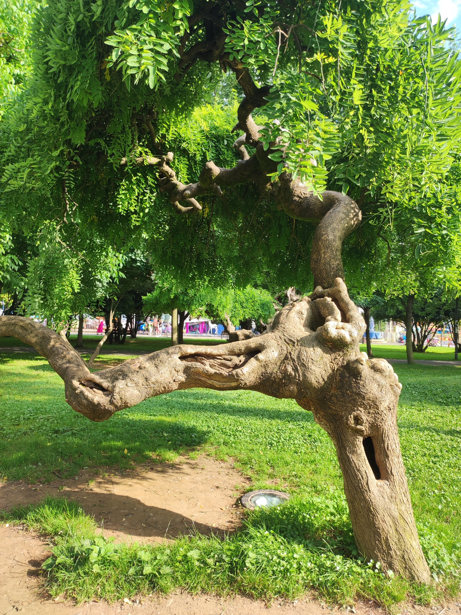 A weathered, contorted tree with a thick, gnarled trunk and branches dominates the foreground of this image, set in a park in Batumi, Georgia. The tree's trunk twists upwards, with one large branch extending horizontally to the left, supported by a thick, bulbous root-like structure. A dark, rectangular opening is visible on the lower right side of the trunk. The ground around the tree is covered in green grass, with a dirt path curving to the left. A circular, flush-mounted light fixture is visible in the path. In the background, more trees with lush green foliage create a canopy, with a glimpse of a blue sky peeking through. Several people are visible in the middle ground, appearing as small, indistinct figures walking and standing on another path or grassy area. Playground equipment, including colorful structures, is also visible in the distance. The overall impression is of a well-maintained park, with the unusual tree serving as a focal point.