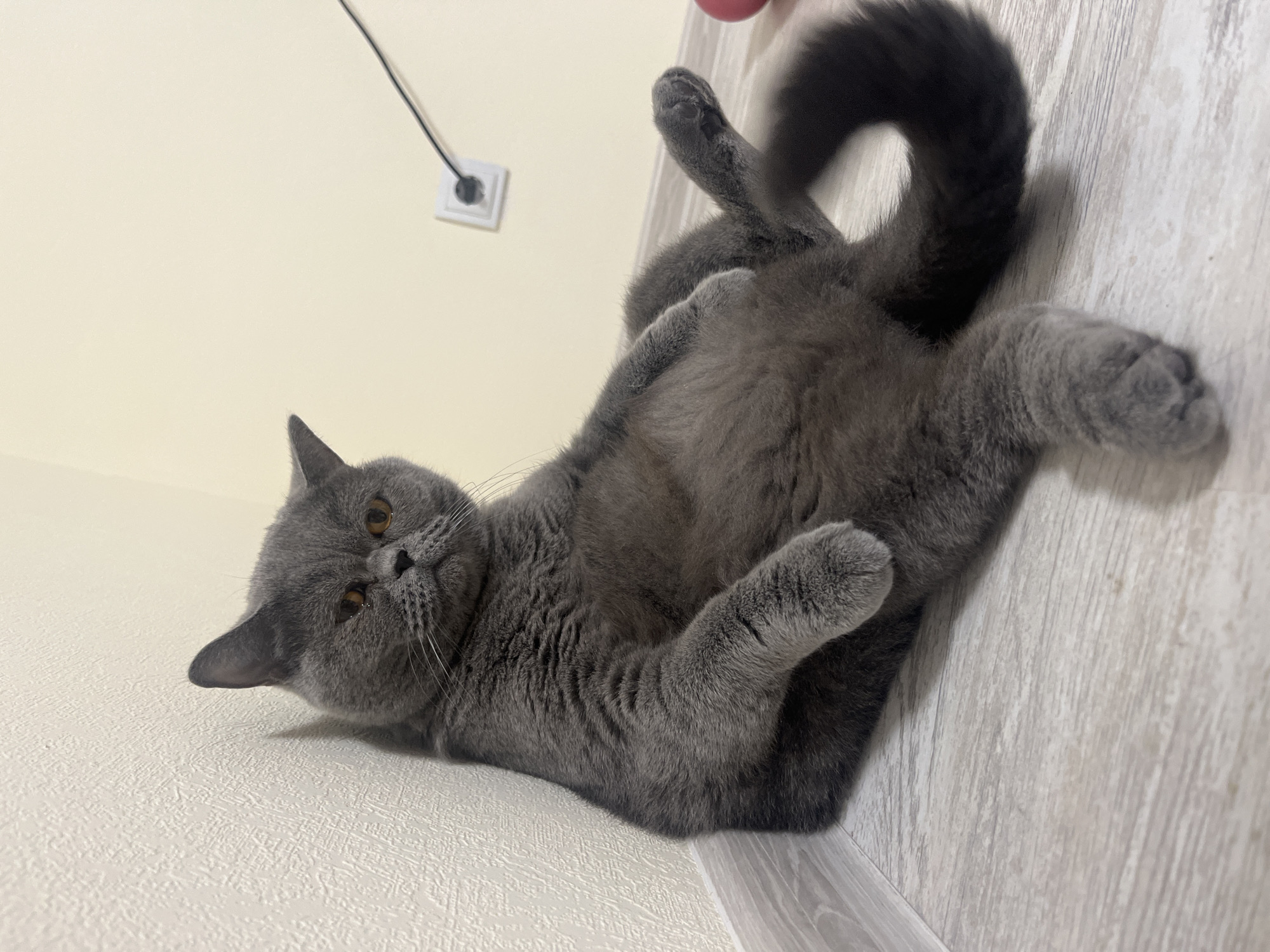A plump, grey British Shorthair cat is sitting on a light wooden floor, leaning against a textured white wall. The cat is positioned with its back to the wall and its legs splayed outwards. Its tail is curled up behind it. The cat's expression appears somewhat grumpy or judgmental. In the background, a light yellow wall has a white electrical outlet with a black cord plugged into it. The scene is indoors, and there are no visible indications of the city of Saint Petersburg, Russia.
