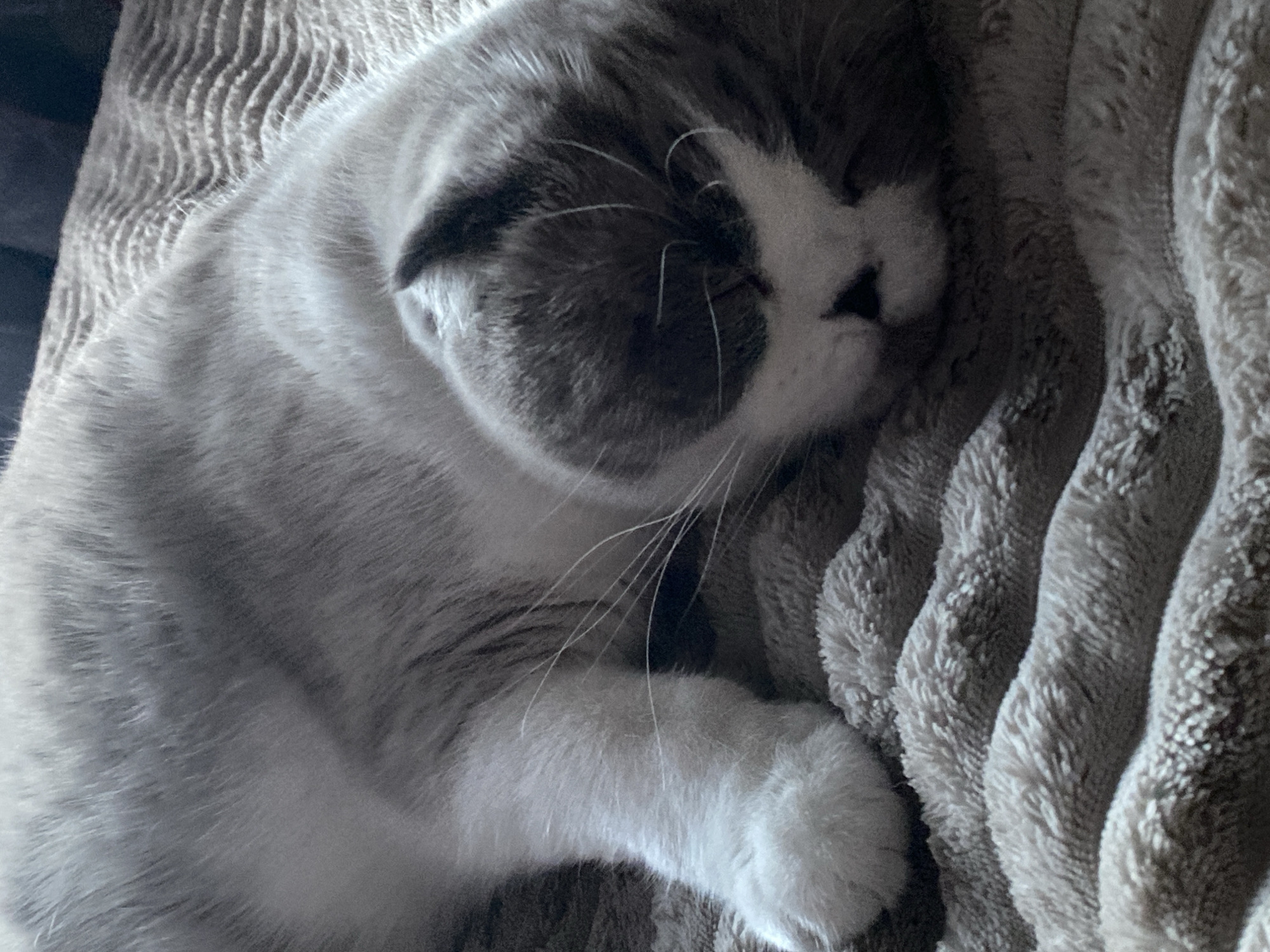The media file is a close-up, overhead shot of a grey and white cat sleeping on a textured, grey blanket. The cat is curled up, with its eyes closed and its body nestled into the soft fabric. Its fur is a mix of light grey and white, with darker grey markings on its face and body. The cat's paws are tucked underneath its body, and its tail is not visible. The blanket has a ridged pattern, and the lighting suggests it is daytime, possibly indoors given the soft, diffused light. The overall mood is peaceful and cozy, conveying a sense of comfort and relaxation. The location context of Novokuznetsk, Russia, does not offer specific visual cues within the image itself. There is no visible text in the media file.