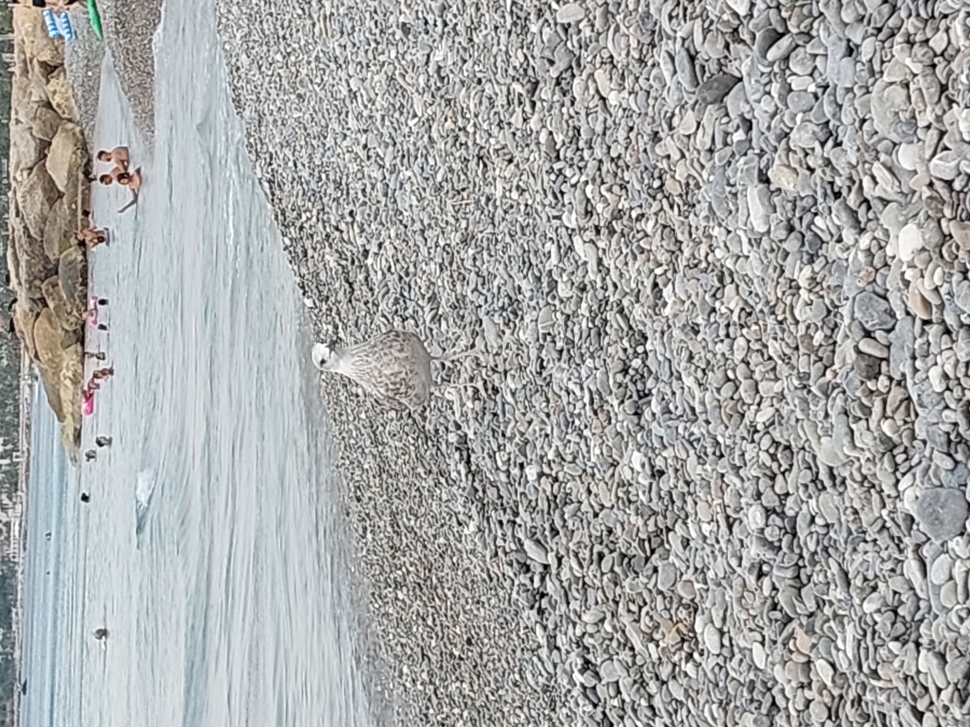 The image depicts a pebbly beach in Nice, France, with the Mediterranean Sea in the background. A single seagull stands on the shore in the foreground. In the water, several people are visible swimming and playing. Some are wading in the shallows, while others are further out. A rocky breakwater stretches into the sea on the right side of the frame. The water appears calm, with gentle waves lapping the shore. The sky is overcast, casting a muted light over the scene. Buildings are visible in the distance along the coastline.