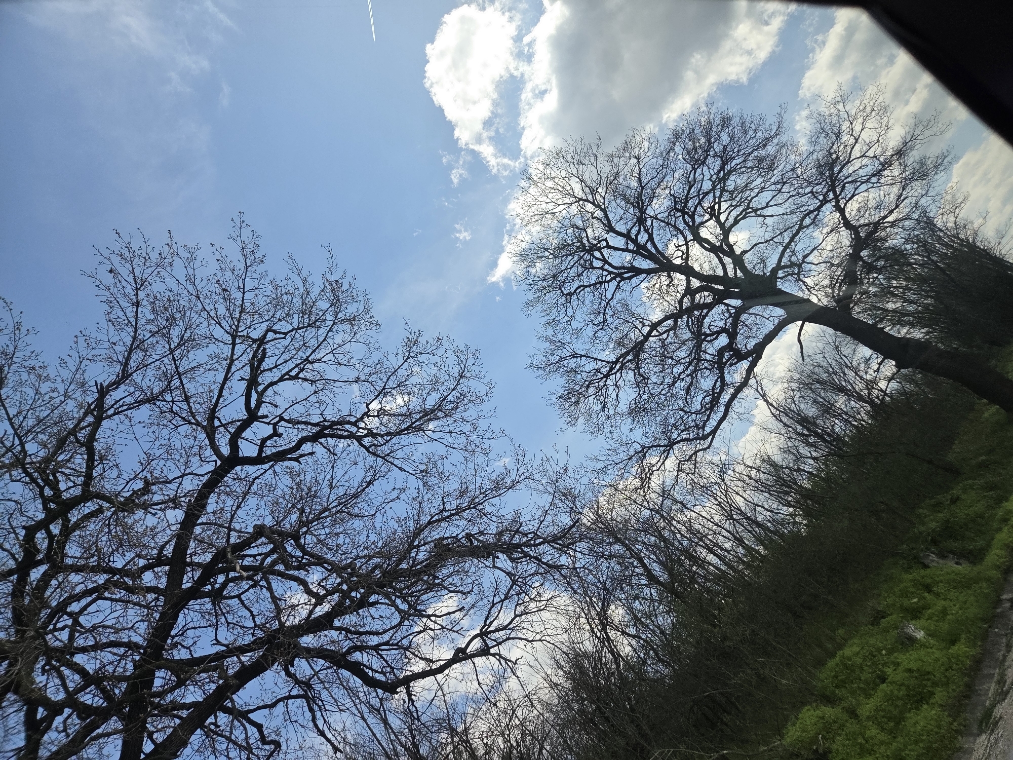 The image shows a view looking up at the sky through bare tree branches. Two large trees are prominent, one on the left and one on the right. The sky is blue with scattered white clouds. A contrail from an aircraft is visible in the upper left. The ground is visible on the right side of the image with green vegetation. It is taken in Koilovtsi, Bulgaria.