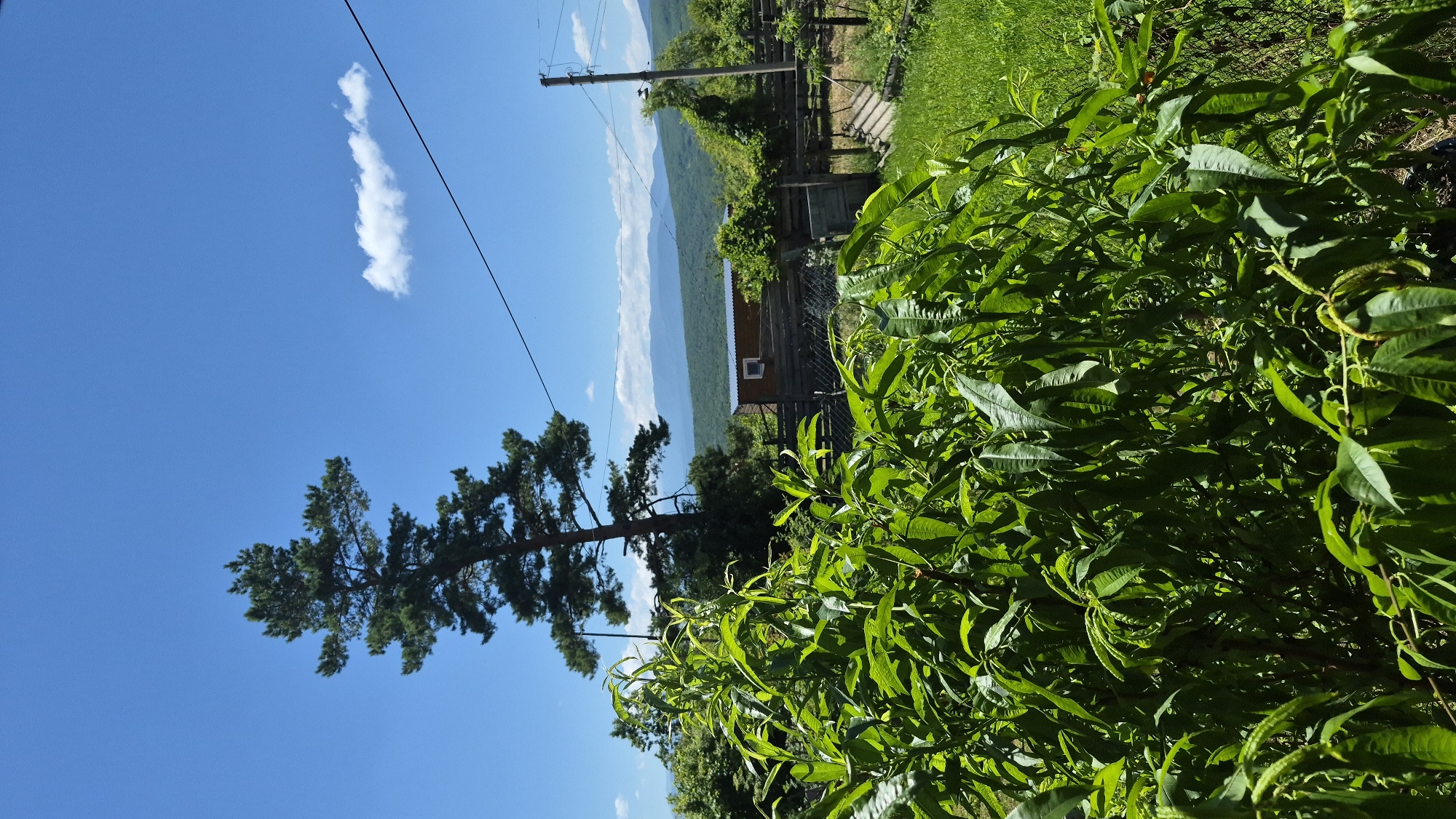 The image depicts a bright, sunny day in a rural area, likely the outskirts of Neftegorsk, Russia, given the context of the surrounding environment. In the foreground, lush green foliage dominates, with long, vibrant leaves creating a dense canopy that obscures the ground beneath. To the left and slightly behind this foreground vegetation, a tall, solitary pine tree stands prominently against a clear blue sky dotted with a few wispy white clouds.
Further into the scene, a rustic wooden structure, resembling a small shed or outbuilding, is visible with a single small square window. This building is partially surrounded by a wooden fence. Beyond the fence, a chain-link fence is also present, and further still, a grassy area slopes upwards towards a distant mountain range. A utility pole with wires running across the frame is situated on the right side of the image, indicating the presence of infrastructure. The overall impression is one of a peaceful, sun-drenched rural landscape with signs of human habitation.