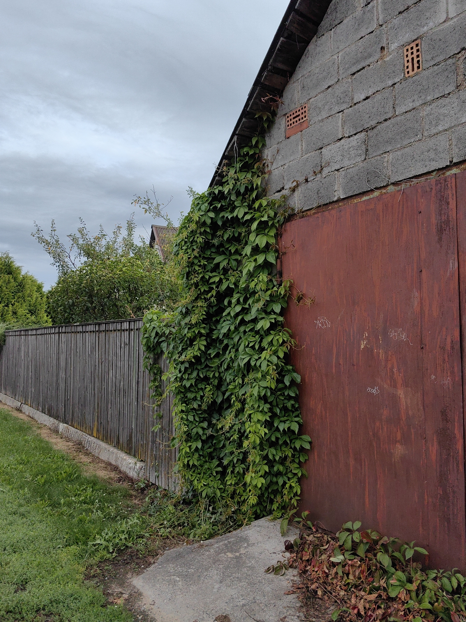 In the city of Fanipal, Belarus, an exterior shot captures a weathered, rusty red metal garage door set against a grey cinder block building. The building's gable roof is visible at the top. A thick vine with vibrant green leaves is growing vigorously up the side of the building, partially obscuring the garage door and reaching towards the roofline. Two small, rectangular brick vents are present on the cinder block wall above the vine. To the left of the garage, a tall wooden fence runs horizontally across the scene. Beyond the fence, lush green trees and foliage are visible. The ground in front of the fence and building consists of patchy grass and some concrete. The sky is overcast with a cloudy, grey appearance.