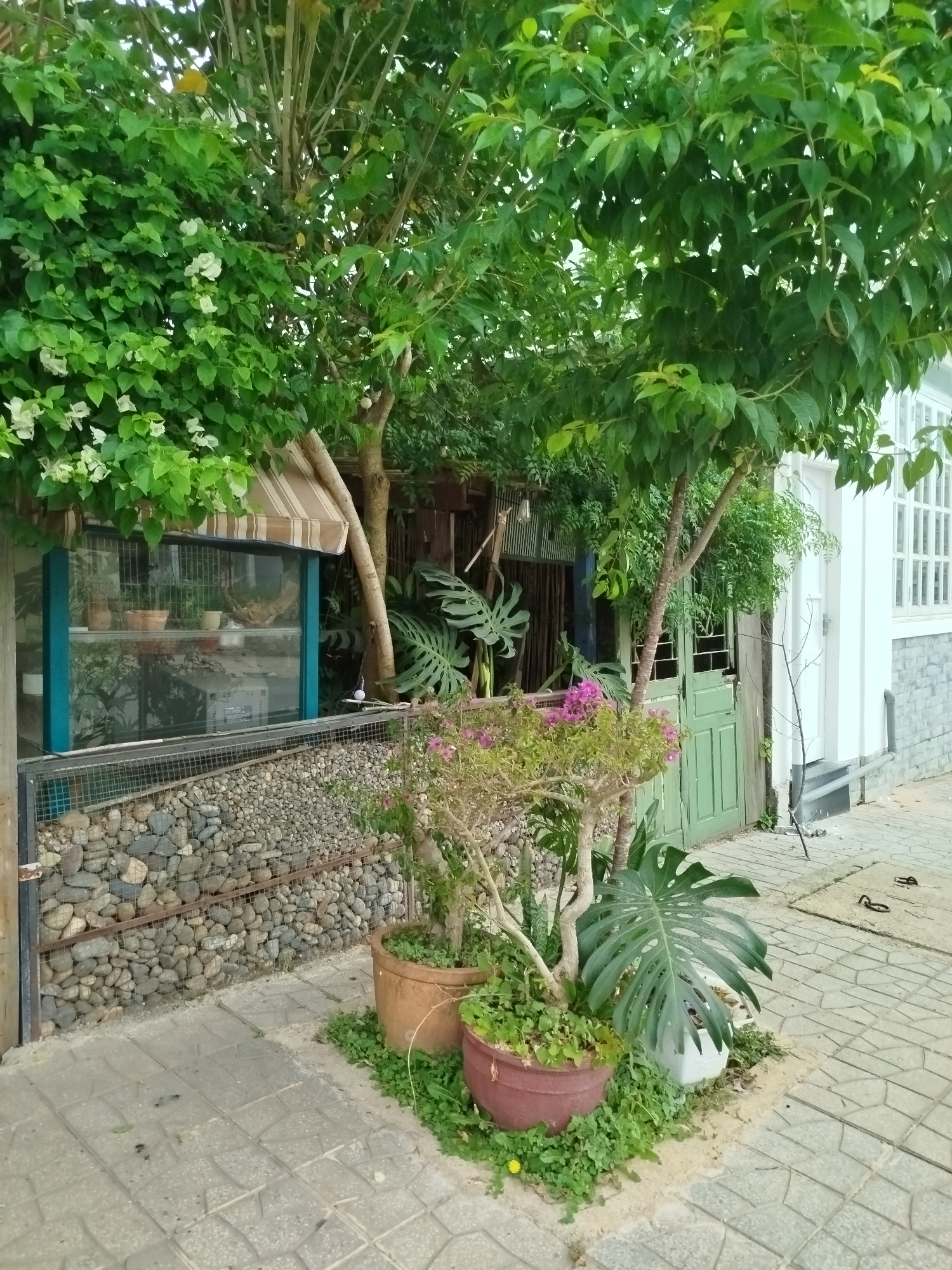 The image depicts a street scene in Lâm Viên, Đà Lạt, Vietnam. A building with a rock and wire mesh wall is on the left. A glass-fronted display case with a striped awning sits atop the wall. Potted plants are visible inside the display. Adjacent to this is a green wooden door leading to a wooden structure. Further along, a white building with a window is present.
In the foreground, two potted plants are placed on a small patch of green ground cover. One pot is brown, and the other is reddish-brown. A monstera plant with large, split leaves is among the pots. The street is paved with gray concrete tiles.
Overhanging trees and foliage dominate the upper portion of the image, providing shade and obscuring parts of the buildings. Bougainvillea with white flowers is visible on the left.