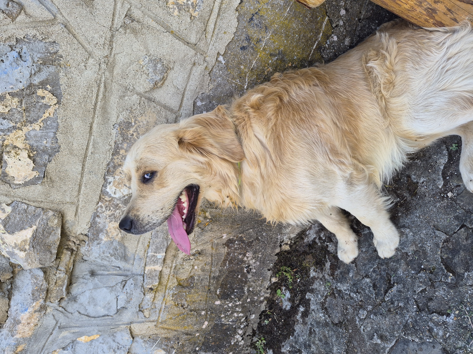 In Teteven, Bulgaria, a golden retriever dog lies on cracked pavement near a rough stone wall. The dog's mouth is open, with its pink tongue hanging out, and its head is tilted upwards. The wall shows signs of weathering and has patches of discoloration. Small green plants grow in the cracks of the pavement near the base of the wall.