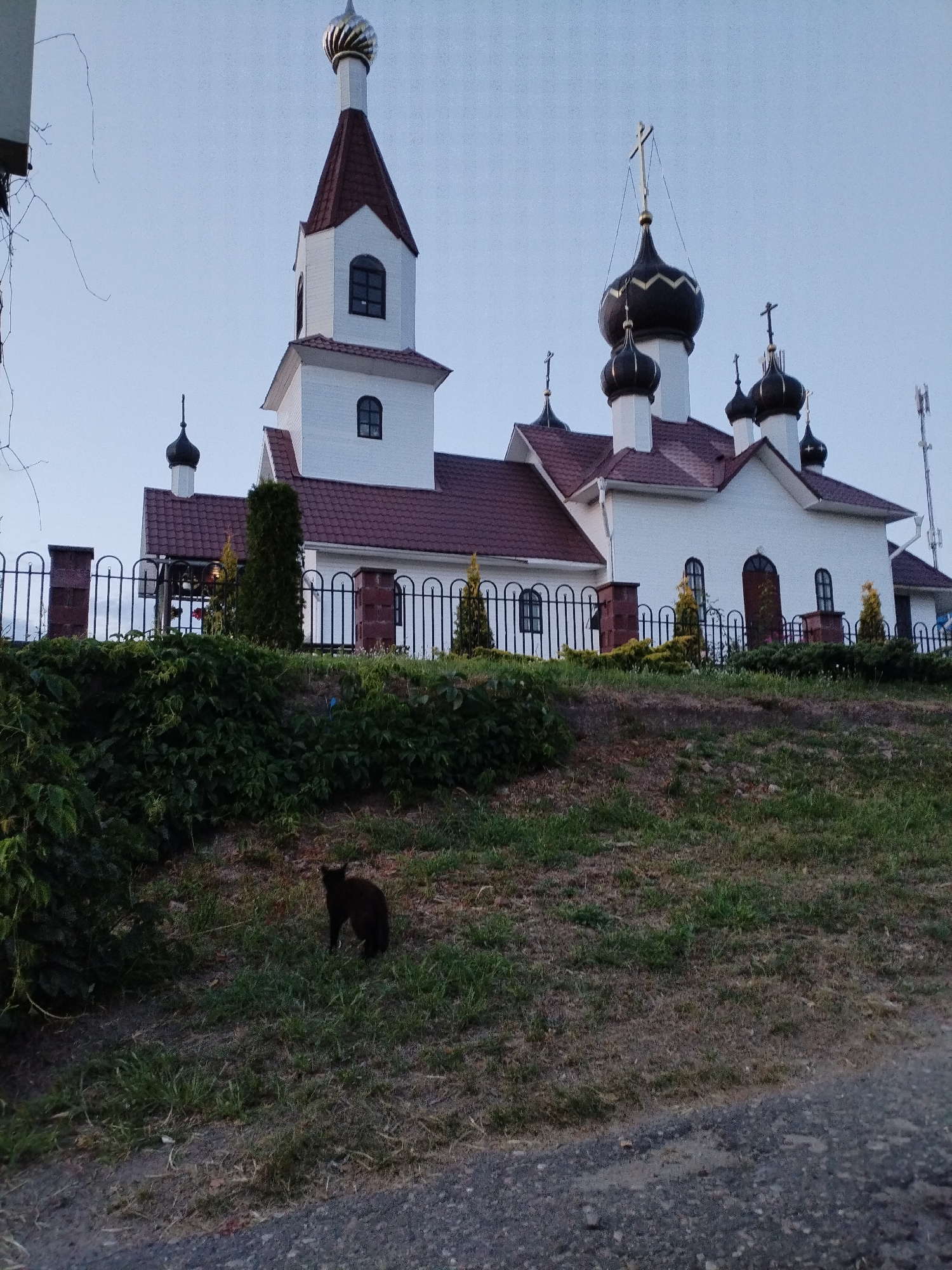 An outdoor, eye-level shot captures a predominantly white church with a dark red roof and multiple dark onion domes, some topped with crosses. The church structure features arched windows and is partially obscured by a dark green leafy hedge and a black metal fence. The foreground shows a grassy slope with some dry patches and a dark-colored cat standing in the middle of the frame. The sky is a pale, overcast blue. The scene is likely located in the city of Bialynichy, Belarus, given the architectural style typical of Orthodox churches in the region.