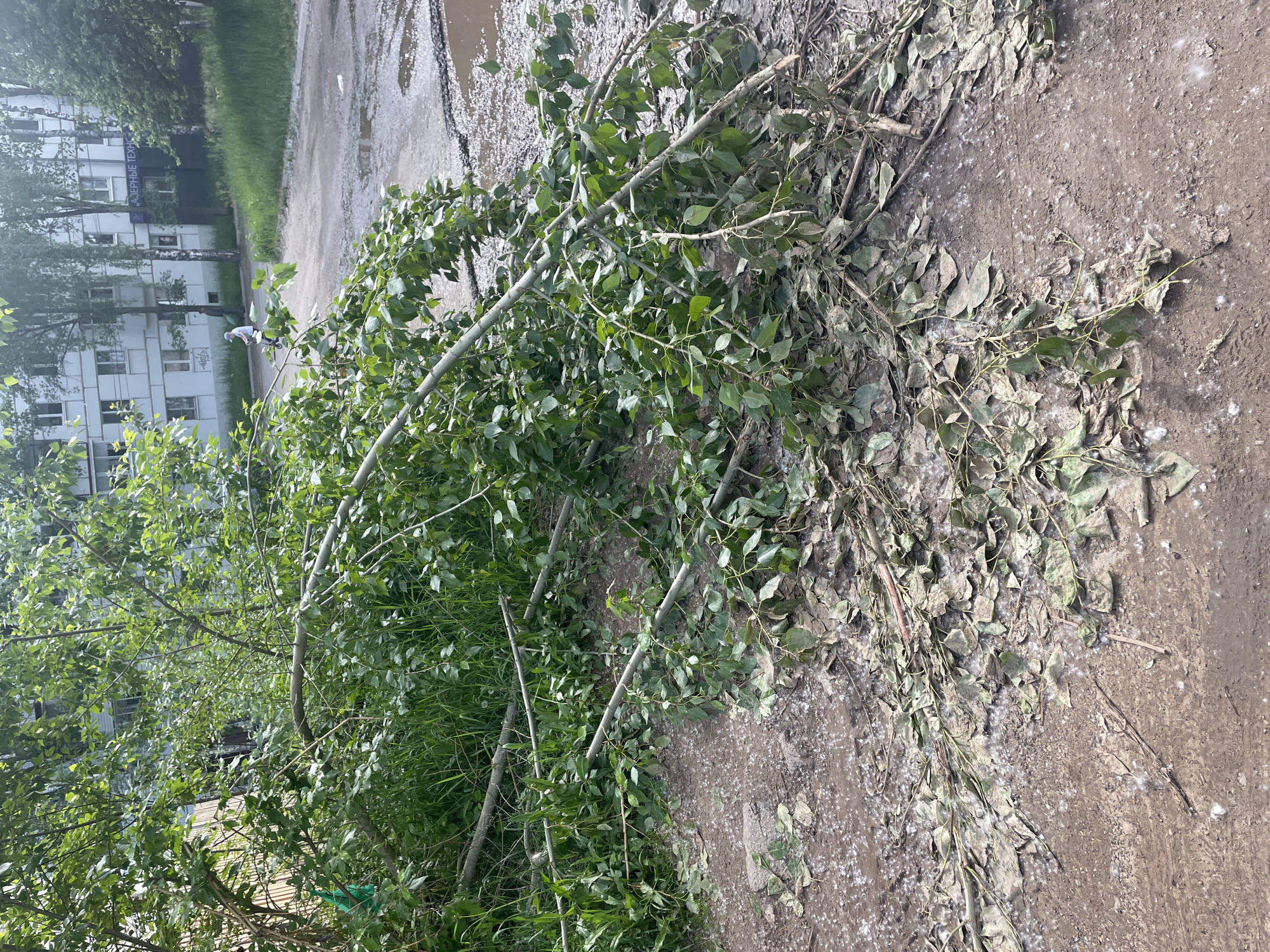 The image captures an outdoor scene, likely in Chaikovsky, Russia, characterized by fallen tree debris and muddy conditions. The foreground and mid-ground are covered extensively with green branches and leaves, some appearing dusty or withered, lying on a dirt path or unpaved ground. Numerous puddles are visible, suggesting recent rainfall.
In the background, multi-story buildings, typical of post-Soviet architecture, rise above dense green foliage. One building prominently displays Cyrillic text, "ЛАЗЕРНЫЕ ТЕХНО," which translates to "LASER TECHNOLOGIES" or "LASER TECHNO," possibly indicating a business or institution. A single person is visible in the mid-ground, standing beside a bicycle on the dirt path, dressed in light clothing.
The overall scene suggests daytime, with bright but diffuse lighting, and the presence of abundant fallen branches points to a recent event such as high winds or a storm. The unpaved road and the general state of the ground, with mud and puddles, contribute to an untidy, natural yet urban setting.