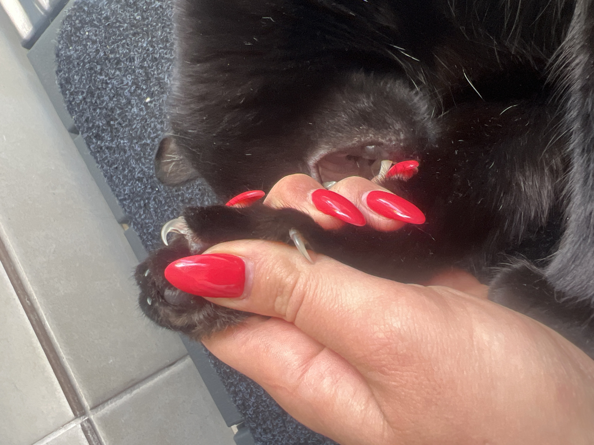 A close-up image shows a black cat being held by a human hand. The cat's mouth is slightly open, revealing its teeth. The cat's paw is visible, with its claws extended. The person holding the cat has bright red nail polish. The background includes a dark grey textured surface and light-colored tiles. The location of the scene is not evident from the image. Therefore, it cannot be determined if it is in Plovdiv, Bulgaria.