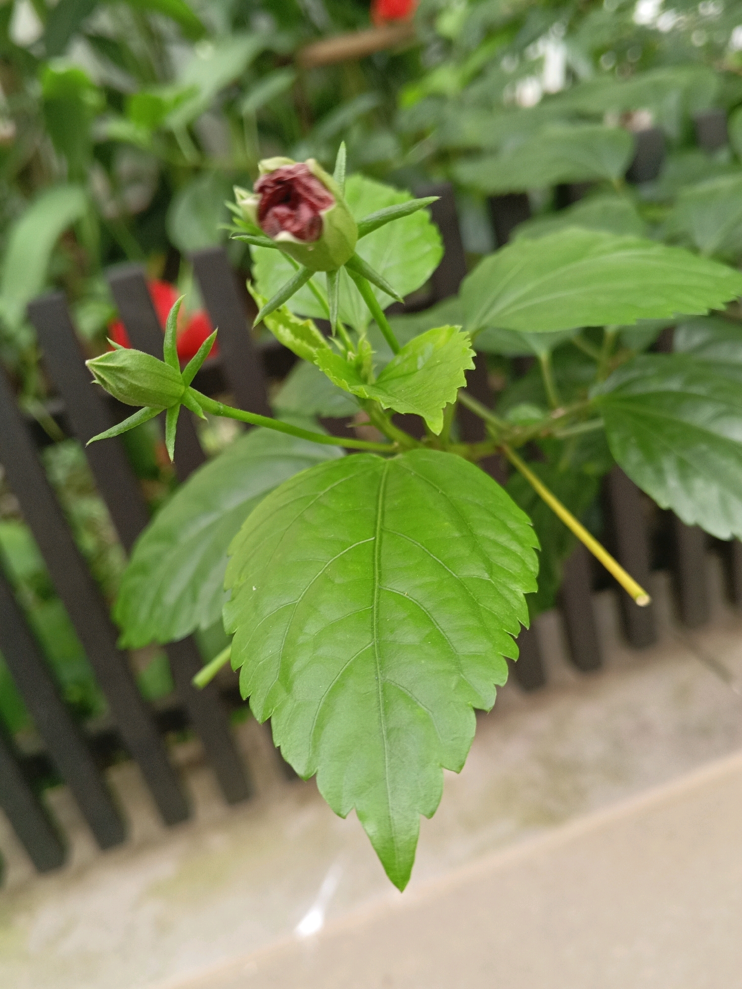 A close-up shot focuses on a hibiscus bud, partially opened, revealing a deep red interior, set against a backdrop of lush green leaves. The bud is topped with pointed sepals, also green. Below it, another smaller bud is visible, encased in a pointed green calyx. A vibrant red flower is blurred in the background, peeking out from behind the foliage. The plant is positioned near a dark brown slatted fence. The ground beneath is a textured light brown, with some lighter patches that could be moss or a change in paving material. A thin yellow stem protrudes from the right side of the frame, near the center. The overall scene suggests an outdoor setting, likely a garden or a naturalized area within a city, possibly in Sylhet, Bangladesh, given the commonality of hibiscus plants and slatted fencing in residential areas. No people are visible in the image.