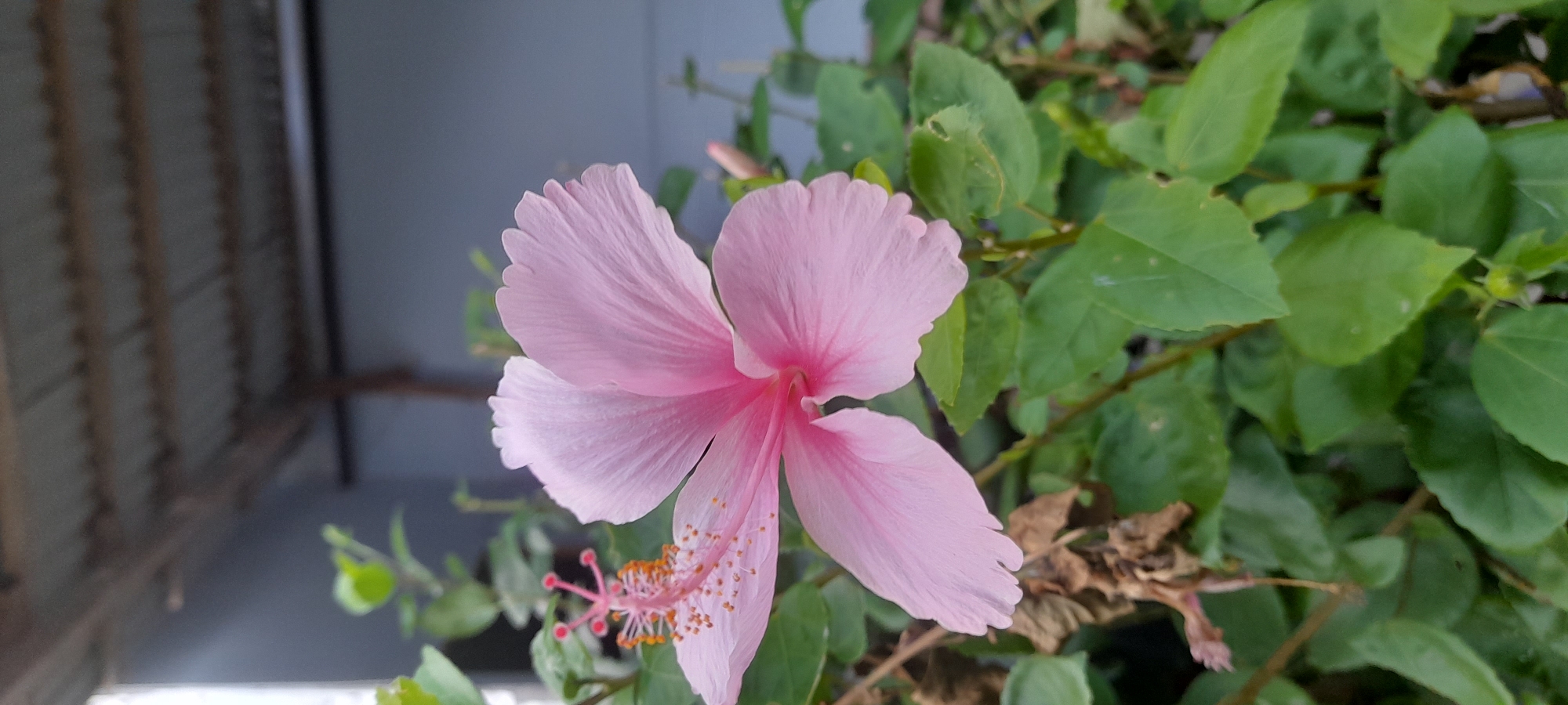 A medium close-up shot captures a pink hibiscus flower in bloom. The flower has five petals, radiating from a central point, and is partially set against a background of green leaves and stems. To the left of the flower, a blurred gray corrugated structure is visible, likely part of a building. The setting could be Buketteukuh, Indonesia, although this is not visually confirmed in the image. The overall impression is of a cultivated or naturalized garden environment.
