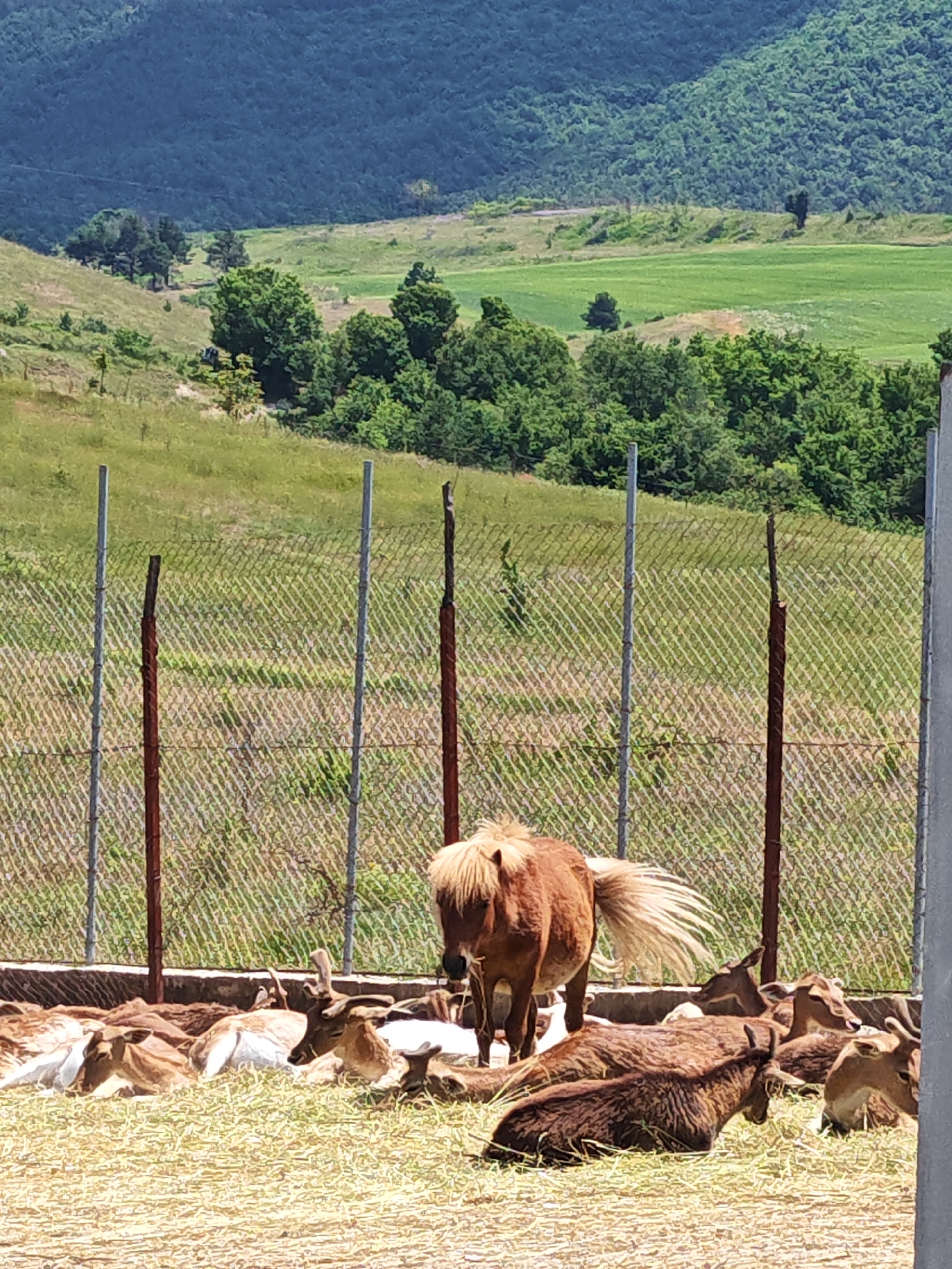 The image presents a sunlit outdoor scene, likely an animal enclosure within a sanctuary or farm, set against a hilly, verdant landscape in Hadzhidimovo, Bulgaria.
In the immediate foreground, a light brown pony with a prominent, flowing blonde mane and tail stands centrally, its back partially facing the viewer. Its tail is particularly striking, fanned out and catching the light. Surrounding the pony and extending across the lower half of the frame is a group of various deer-like animals, or possibly goats, resting on a bed of dry grass or hay. These animals display diverse shades of brown and white fur, with some individuals exhibiting antlers, indicative of male deer. They appear to be in a calm and relaxed state, some lying completely prone while others are partially visible.
Behind the animals, a chain-link fence with several vertical posts—some metallic grey, others rusted brown—delineates the enclosure. Beyond the fence, a expansive, lush green landscape unfolds, characterized by rolling hills, meadows, and scattered clusters of trees. Further back, denser forests cover more prominent hills, suggesting a mountainous or very hilly region. The bright, clear lighting and strong shadows indicate it is a sunny day, likely during the late morning or early afternoon. There is no visible text in the image.