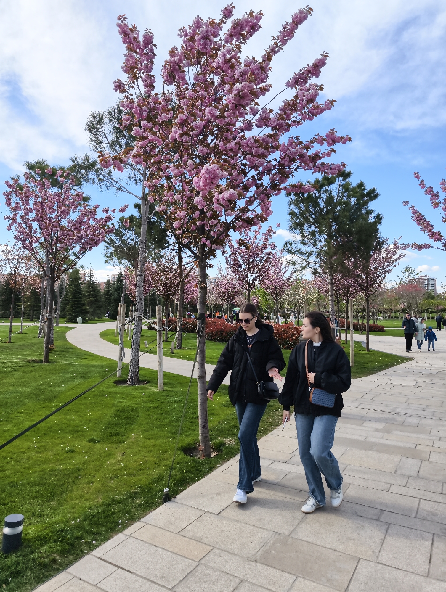 The image captures a vibrant spring park scene in Krasnodar, Russia, on a bright, partly cloudy day. In the foreground, two young women are walking side-by-side on a light-colored paved pathway. The woman on the left is wearing a black puffer jacket, blue jeans, white sneakers, and sunglasses, carrying a black crossbody bag. The woman on the right is similarly dressed in a dark jacket, blue jeans, and white sneakers, with a patterned light brown crossbody bag, and appears to be looking towards her companion.
The park is adorned with numerous trees bearing abundant pink blossoms, likely cherry blossoms or sakura, interspersed with darker green coniferous trees. Lush, well-maintained green grass covers the ground adjacent to the path. Further along the winding pathway, other park-goers, including individuals and a family with a child, can be seen enjoying the outdoor environment. The sky is predominantly blue with scattered white clouds, indicating pleasant weather. The overall activity suggests a leisurely stroll or outing in the park during springtime. No visible text is present in the media file.