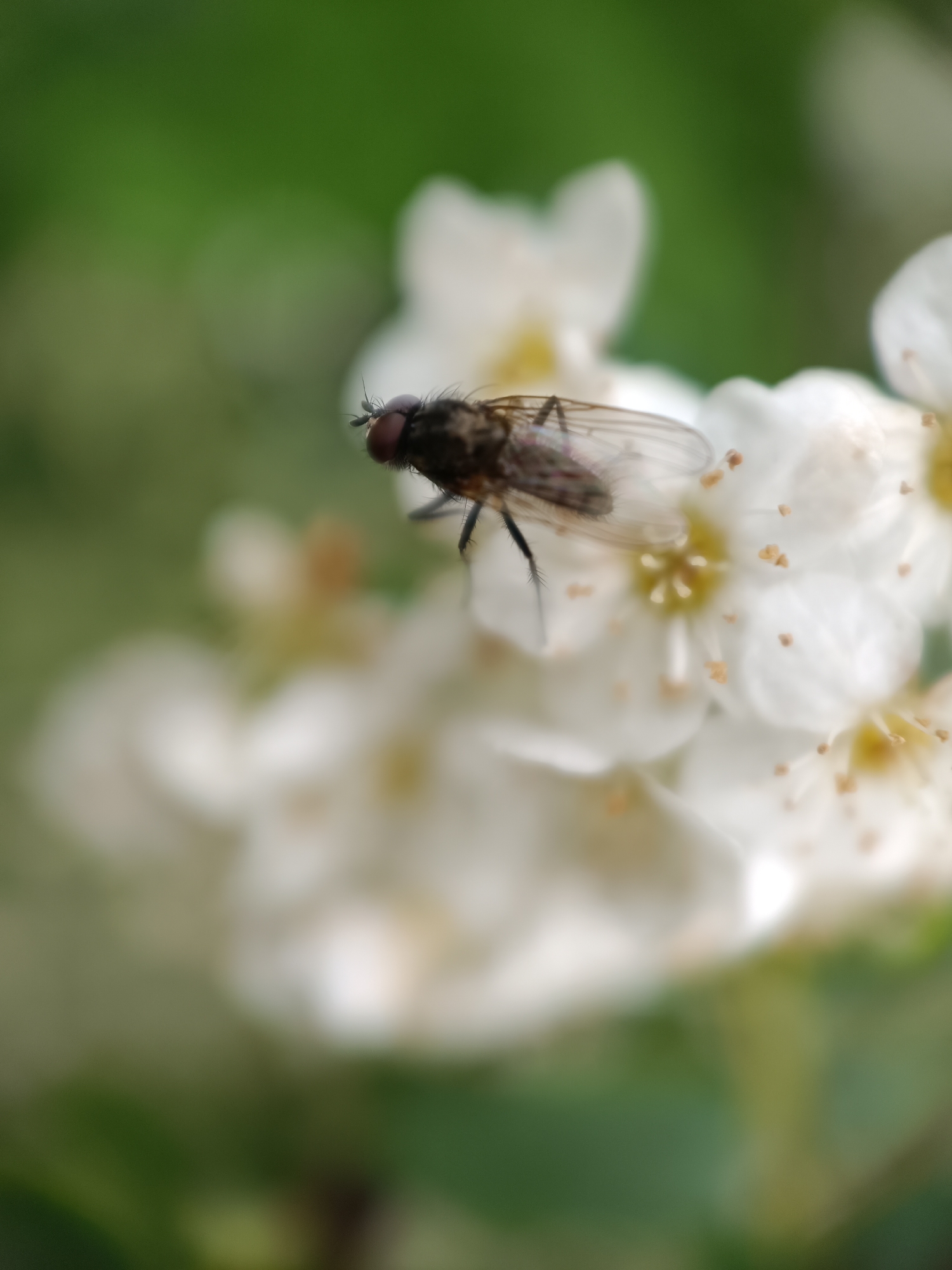 The image is a close-up of a fly resting on white flowers with a green blurred background. The fly has a black body, reddish-brown eyes, and translucent wings. The flowers appear to be small and clustered together. The background is out of focus, suggesting a natural outdoor setting. There is nothing in the image to indicate this is specifically in the city of Lermontov, Russia.
