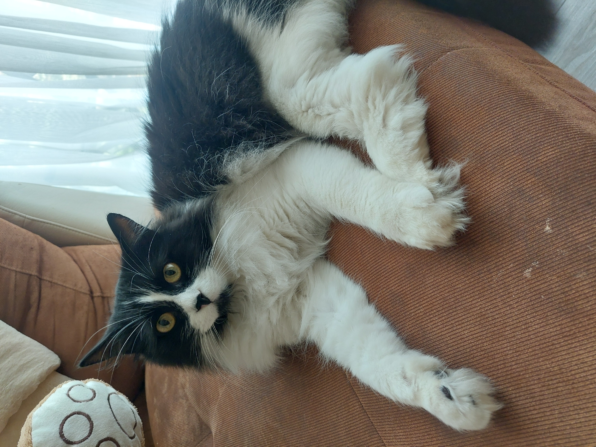 A black and white cat is lying on an orange-brown fabric surface, possibly a couch or cushion. The cat is positioned diagonally in the frame, with its head near the lower-left corner and the rest of its body extending towards the upper-right. The cat has yellow eyes and a mix of black and white fur. The cat's paws, which are white, are visible. A white plush toy with brown patterns is located in the lower-left corner of the image. A blurred white curtain is visible in the upper-left corner. The location is not specified in the image and cannot be determined. The city of Plovdiv, Bulgaria is not identifiable in the image.
