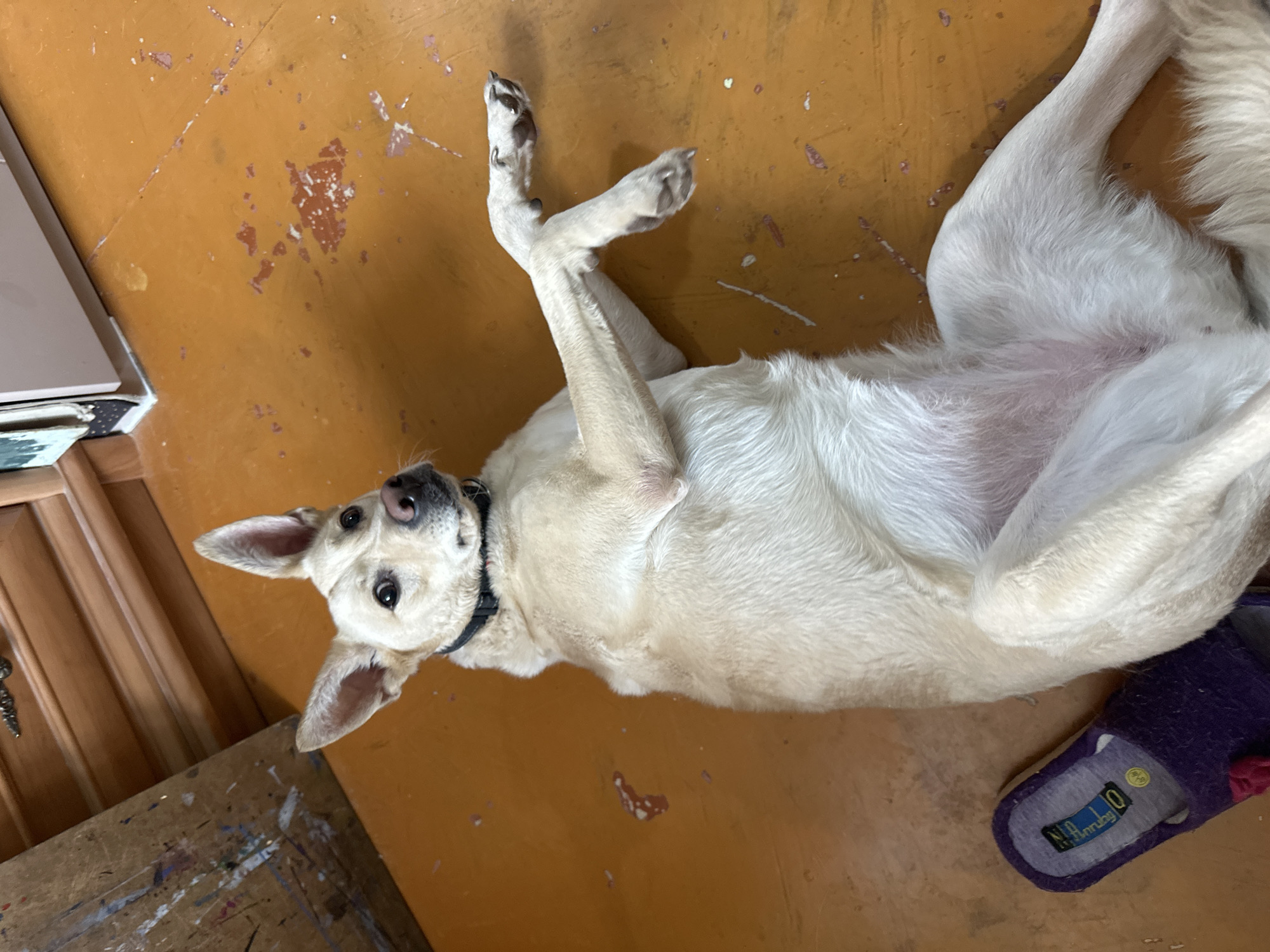 A white dog lies on its back on an orange surface with paint splatters. The dog has a black collar and is looking up. A pair of purple slippers are near the dog. The location is not identifiable as Stavropol, Russia from the visual information in the image.