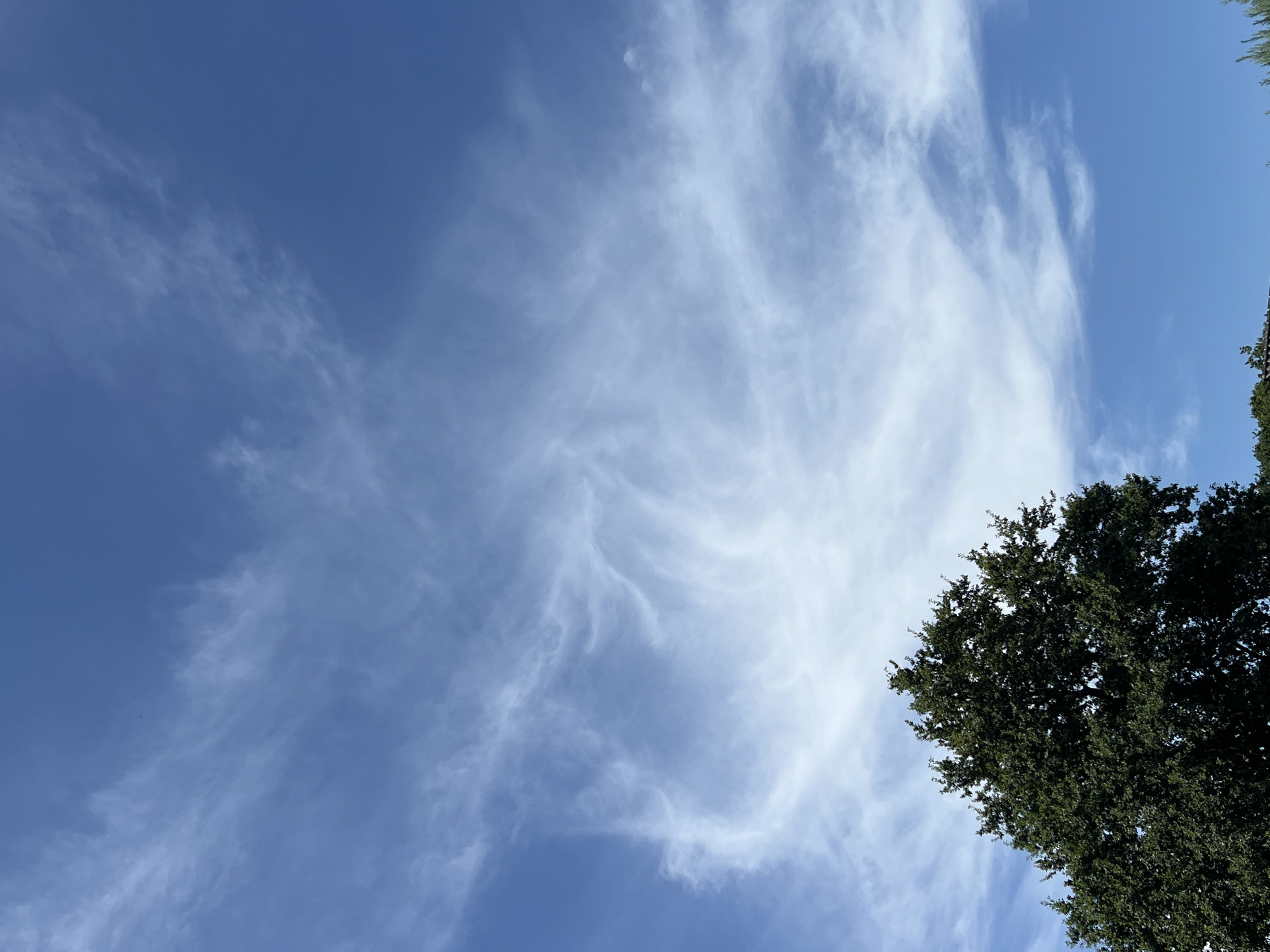 A wide-angle shot shows a clear blue sky with wispy white clouds, possibly cirrus clouds, streaking across the upper half of the frame. In the lower left corner, the dark green, leafy canopy of a large tree dominates the bottom of the image. The foliage is dense and appears healthy. The photograph is taken from a low angle, looking upwards. There are no people or buildings visible in the frame. The overall impression is one of a bright, clear day in an outdoor, natural setting.