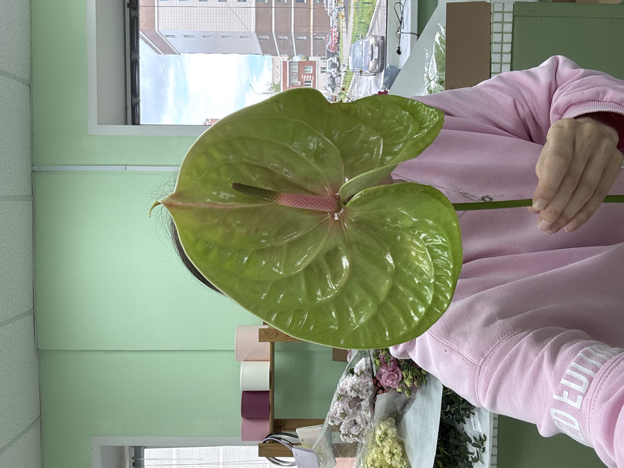 The image shows a person holding a large, glossy green anthurium flower, which partially obscures their head and face. The flower has a prominent pinkish-red spadix. The person is wearing a light pink sweatshirt with white text on the sleeve, which is partially visible as "D EDITI". A silver necklace with a small charm hangs near their right hand, which holds the anthurium's stem.
The setting is an indoor space, likely a flower shop or a floristry workspace, located in Izhevsk, Russia. The walls are painted a light green, and there is a white suspended ceiling. To the right of the person, a wooden shelf holds rolls of ribbon in pink, white, and maroon hues. Several bouquets of flowers, including pink, white, and yellow varieties, wrapped in paper or plastic, are visible on a surface below.
Through a large window in the background, an outdoor urban or suburban scene is visible. Apartment buildings, characteristic of residential areas, line a street where several cars are parked. The sky is partly cloudy, indicating it is daytime.