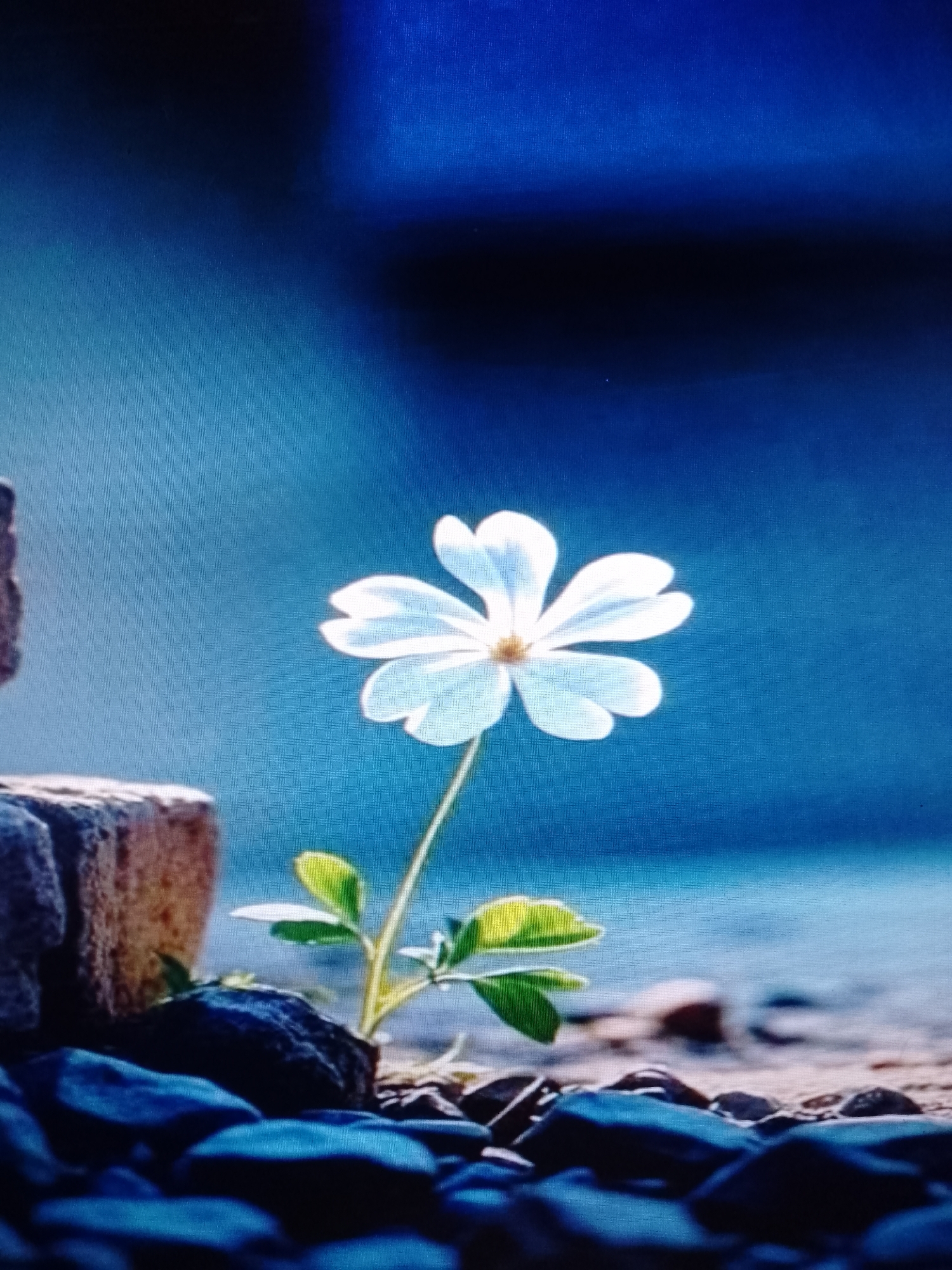 A single white flower with five petals stands amidst a collection of dark blue and black rocks. The flower's stem is green, and two sets of green leaves are visible. A weathered brick sits next to the flower. The background is a blurry gradient of blue, suggesting it is out of focus. The scene appears to be a close-up shot, focusing on the flower's resilience in an urban environment. Location: Unknown, Unknown.
