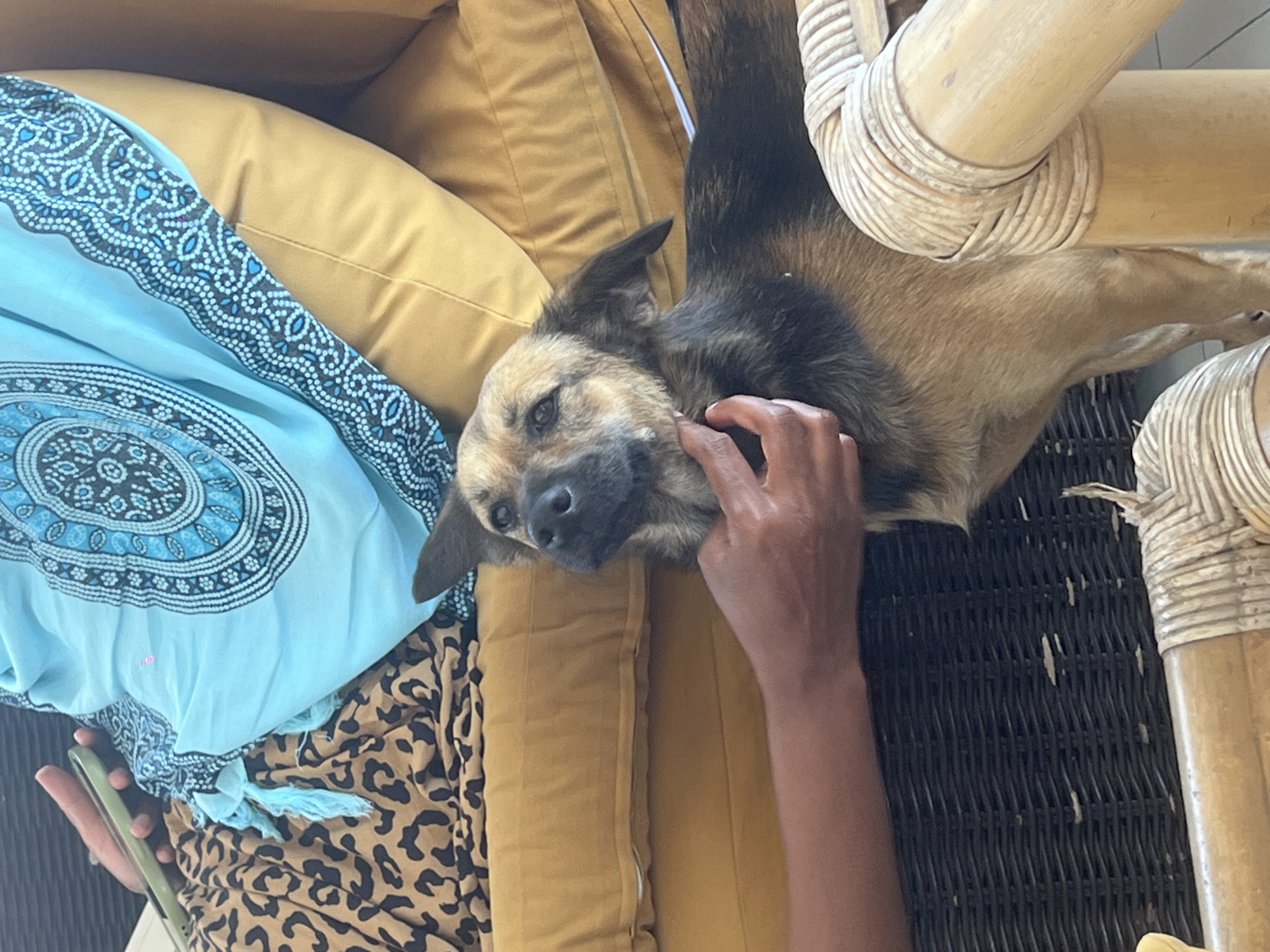 A medium-sized dog with tan and black fur is resting on a yellow cushion in North Kuta, Indonesia. An arm is gently stroking the dog's neck. A light blue patterned cloth is on the left side of the frame. A person is holding a cell phone, partially visible under the light blue cloth. The scene is next to a bamboo chair with wickerwork. The photograph appears to be taken from an overhead perspective.