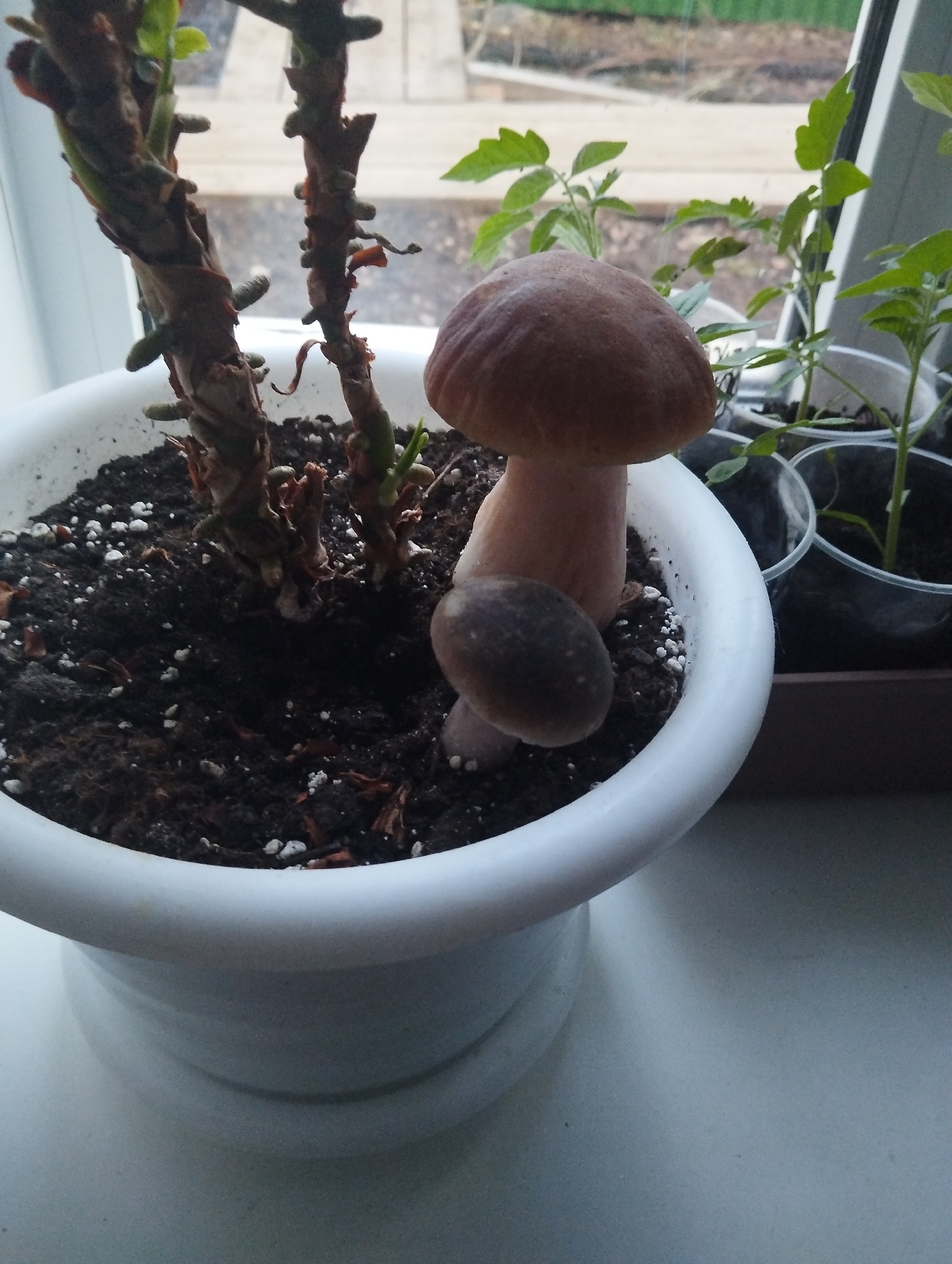 The image shows a white ceramic flowerpot placed on a windowsill. Inside the pot, dark soil surrounds a bare-branched plant with small green buds. A large, brown mushroom with a thick white stem is growing alongside the plant. A smaller, darker mushroom is growing adjacent to the larger one. Behind the flowerpot, tomato seedlings are growing in small plastic containers. A window provides a view to the outside where a building or structure can be seen through the glass. The presence of tomato plants, the style of the window and the provided location information (Krasnogorskoye, Russia) suggests that this picture was most likely taken in someone's home.