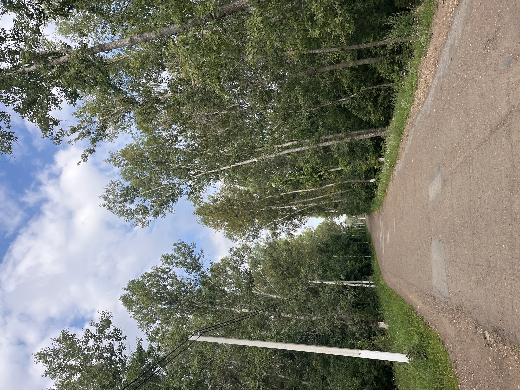 The image depicts a paved rural road winding through a dense forest of tall, slender trees, likely poplar or birch, with white bark. The sky above is partially cloudy, with patches of blue visible. The road is in fair condition, with some visible patches and wear. On the left side of the road, a concrete utility pole with wires runs alongside the trees. The surrounding vegetation is lush and green, indicating a temperate climate. The overall impression is one of a quiet, natural setting on the outskirts of a settlement. Based on the presence of specific types of trees and the general landscape, this scene is consistent with areas surrounding Blagoveshchensk, Russia, where such forests are common, particularly along country roads or near riverbanks.