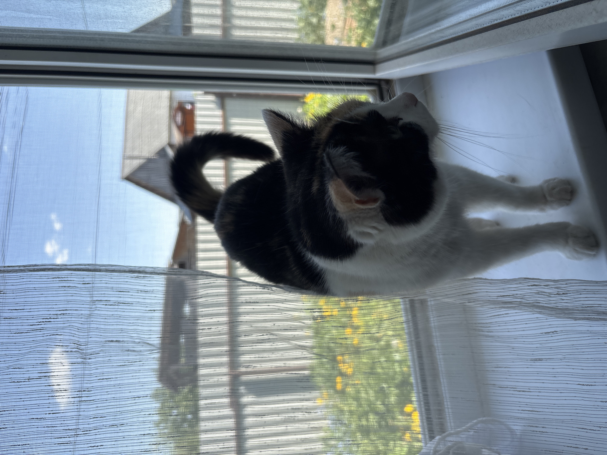 A calico cat is sitting on a white windowsill behind a sheer, white curtain. The cat is mostly white with black and brown patches. It is facing away from the viewer, looking up and slightly to the right. Its tail is curled. Outside the window, there is a view of a house and some greenery. The image appears to be taken indoors, looking out. It is daytime, with clear skies. The location is Фоки, Russia.