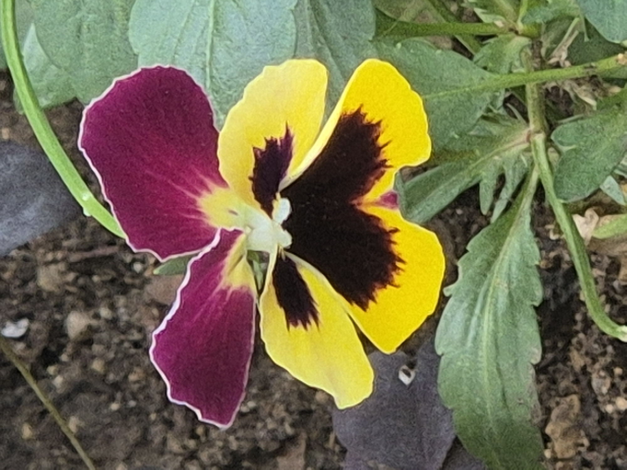 A single pansy flower with purple and yellow petals is in focus, centered in the frame. The flower's petals are detailed with a darker purple center on the upper petals and a rich yellow base on the lower petals, marked with dark brown blotches. The background consists of textured soil and green foliage, suggesting an outdoor setting. There is no discernible location in the city of Kokshetau, Kazakhstan, or any people present in this image. The lighting appears to be natural, possibly from daylight.