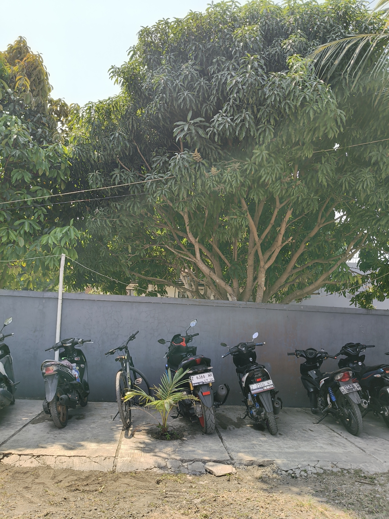 A street-level, eye-level, full outdoor shot captures a scene outside a building in Desa Karangjaladri, Indonesia, under a clear sky. A gray concrete wall serves as a backdrop to several parked motorcycles and a bicycle. The motorcycles are predominantly black, with varying designs and visible license plates, indicating they are operational vehicles. A single bicycle, also dark-colored, is positioned between two motorcycles. In front of the parked vehicles, a small, leafy green plant grows from a patch of dirt. Above the wall and spanning a significant portion of the frame is a large, mature tree with a dense canopy of green leaves and a visible, branching trunk. The ground in the foreground is a mixture of cracked concrete and dirt, suggesting an outdoor parking or yard area. The lighting indicates it is daytime, with the sun casting shadows and illuminating the scene. There are no people or animals visible in the frame.