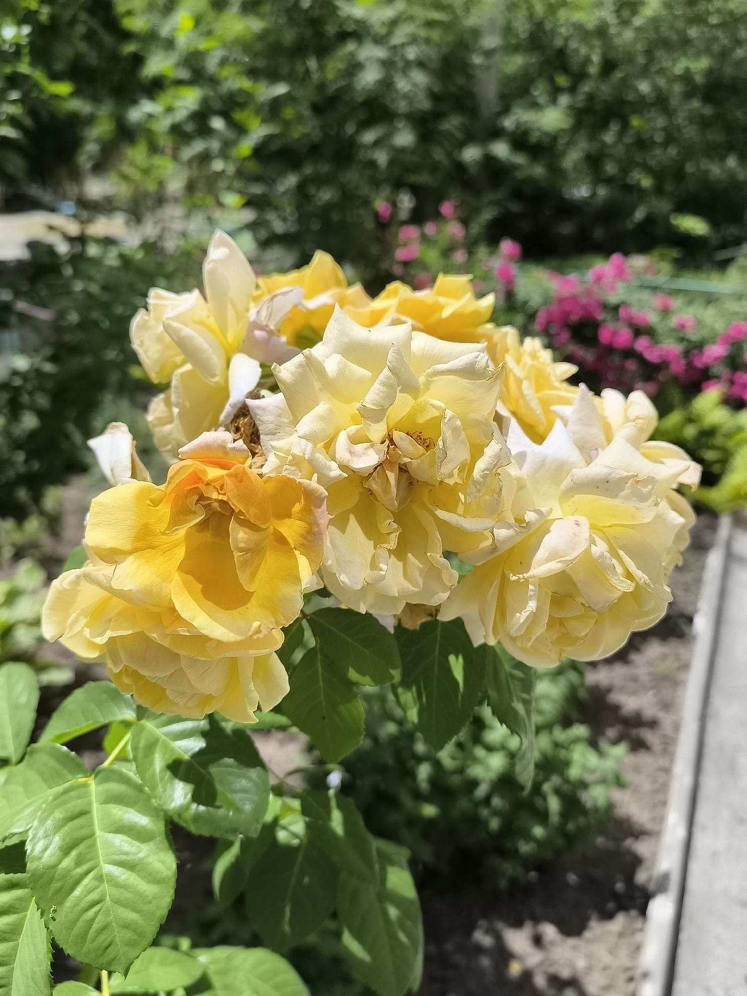 A cluster of yellow roses is in bloom, with some petals beginning to wilt. The roses are a light yellow with some appearing almost white, and a few deeper yellow and orange tones visible in the center of some blossoms. The flowers are on a bush with green leaves. In the background, there are out-of-focus pink flowers and green foliage, suggesting a garden setting. The lighting indicates it is daytime, with sunlight casting shadows. The image appears to be taken in the city of Dnipro, Ukraine, based on the context of the request.