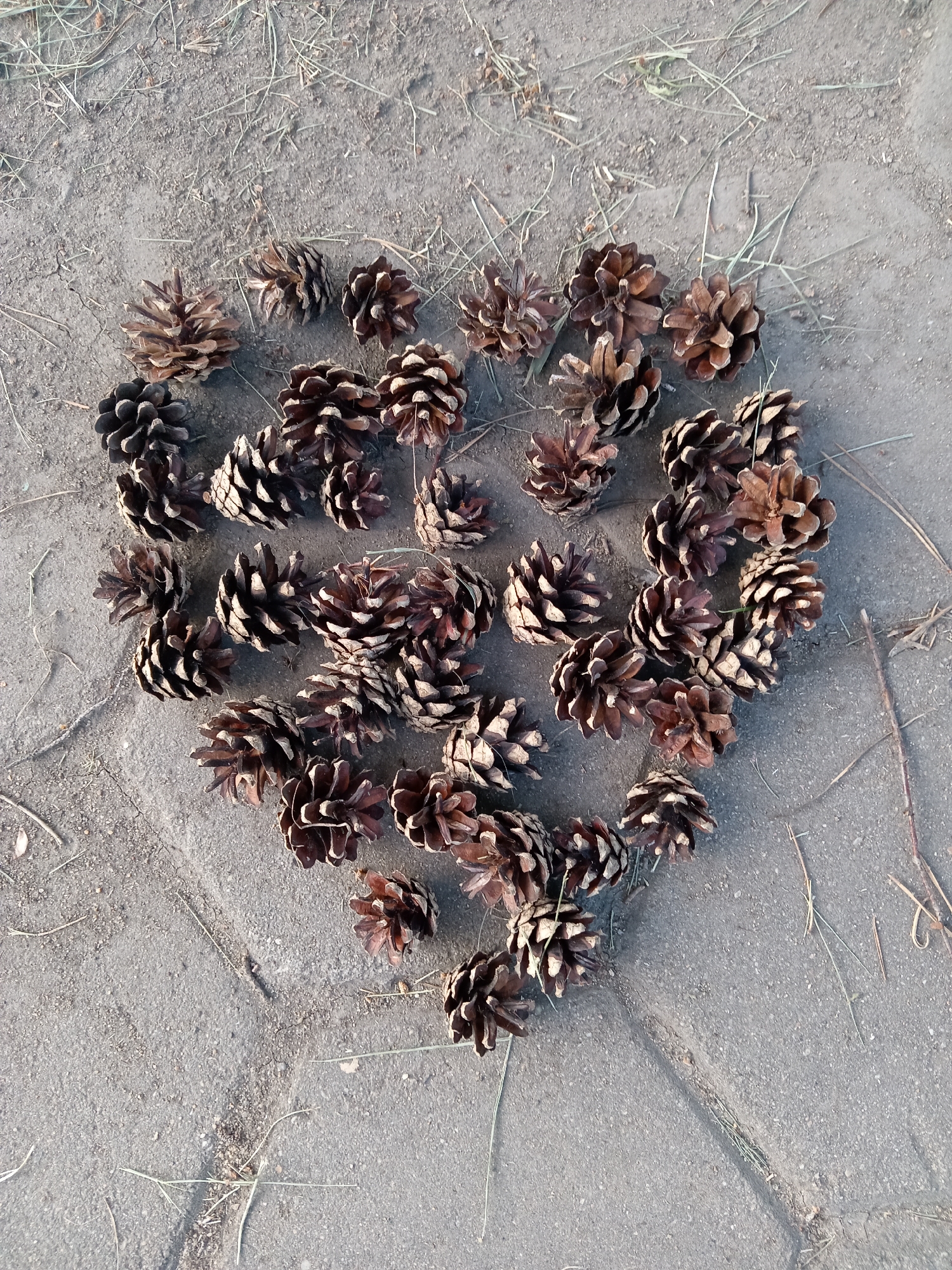 A top-down, eye-level shot captures a collection of pine cones arranged in the shape of a heart on a paved surface. The ground appears to be outdoor pavement, possibly a pathway or sidewalk, with scattered blades of dry grass and some soil. The pine cones are predominantly brown with lighter tips on their scales, indicating they are likely dry and mature. They are densely packed within the heart shape, with some overlapping. The lighting suggests it is daytime, with shadows casting faintly on the ground. The scene is devoid of human presence and any other discernible objects beyond the pine cones and ground cover. The setting does not provide specific clues to pinpoint its exact location within the city of Rudny, Kazakhstan, other than it is an outdoor paved area.