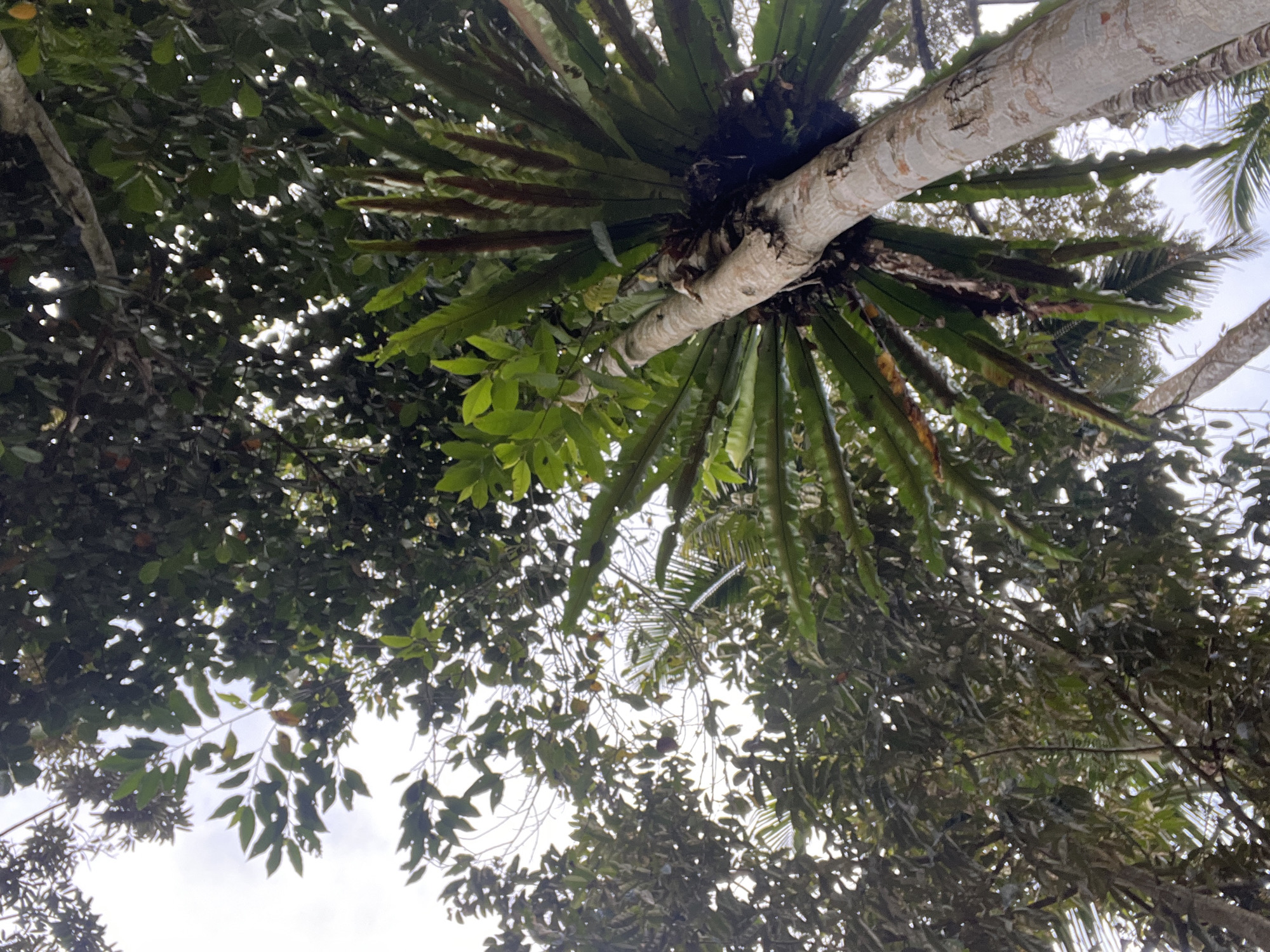 Looking upwards, the image captures a view of a tree canopy in Tembuku, Indonesia. A thick tree branch, positioned diagonally, is the central focus. Ferns and other epiphytic plants are attached to the branch. The surrounding canopy is dense with green foliage, with patches of sky visible through the gaps. The lighting is diffused, indicating an overcast day.