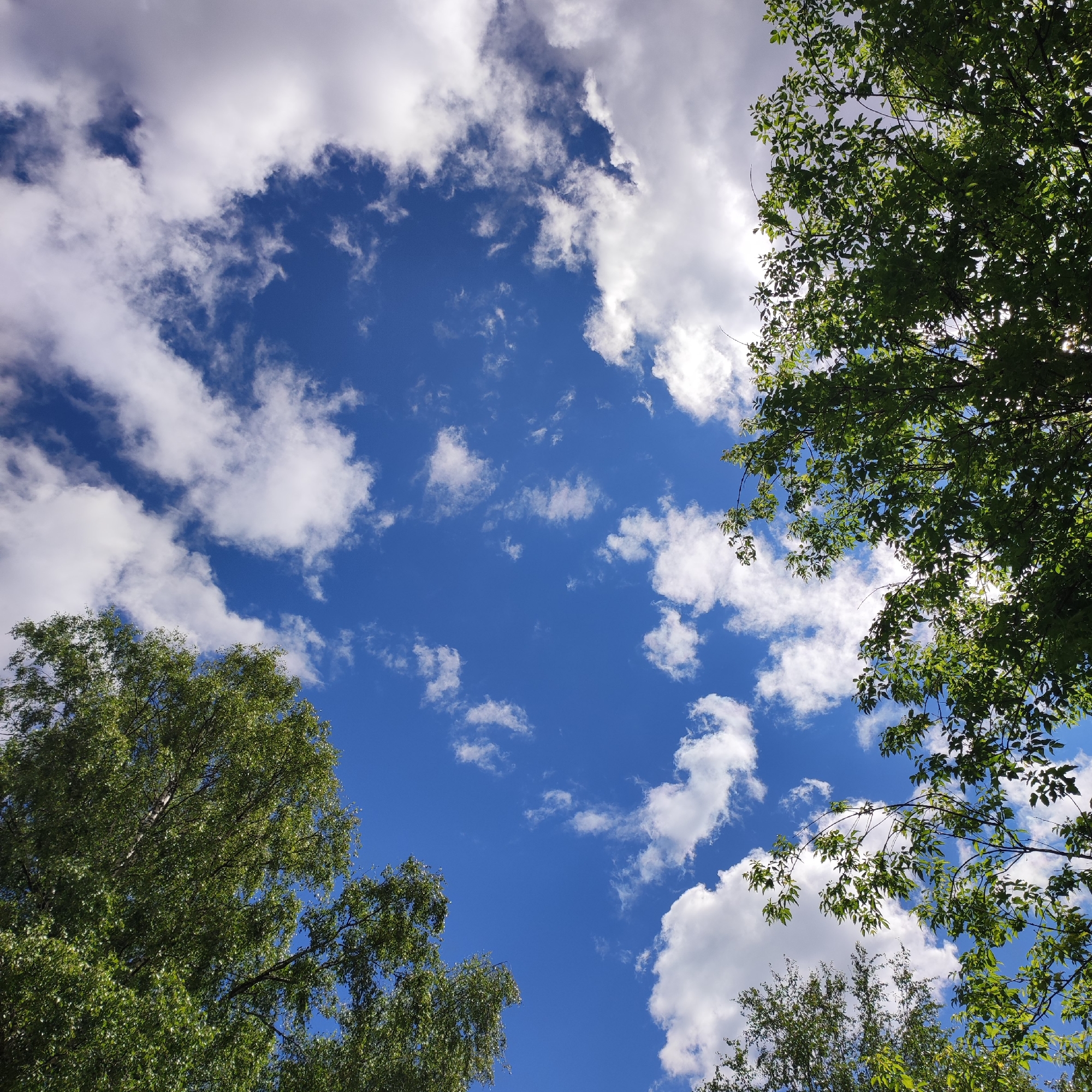 The image depicts a view of the sky from ground level, looking upwards. The sky is a vibrant blue, with scattered white cumulus clouds. The tops of several green trees frame the sky, with branches and leaves visible against the blue backdrop. The lighting suggests it is daytime, likely sunny. No people or specific structures are visible that would pinpoint a location within Kineshma, Russia. The scene is one of nature under a clear sky, characteristic of an outdoor environment like a park or wooded area.