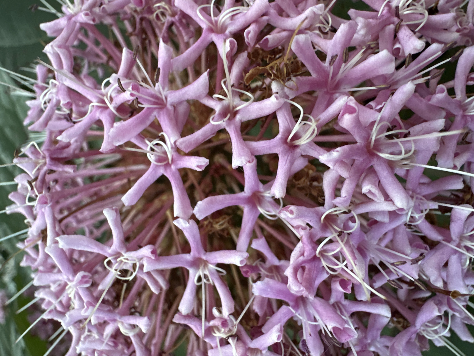 The image shows a close-up, unpopulated view of a cluster of small, star-shaped pink flowers. The flowers have delicate, elongated petals and thin white stamens that curl slightly. They are densely packed together, creating a textured and intricate floral display. The background is a soft blur of green foliage, indicating an outdoor setting. There is no visible evidence of human activity or any specific location within Bol'shoi Kichmai, Russia. The scene is static and focuses solely on the botanical details of the flowers.