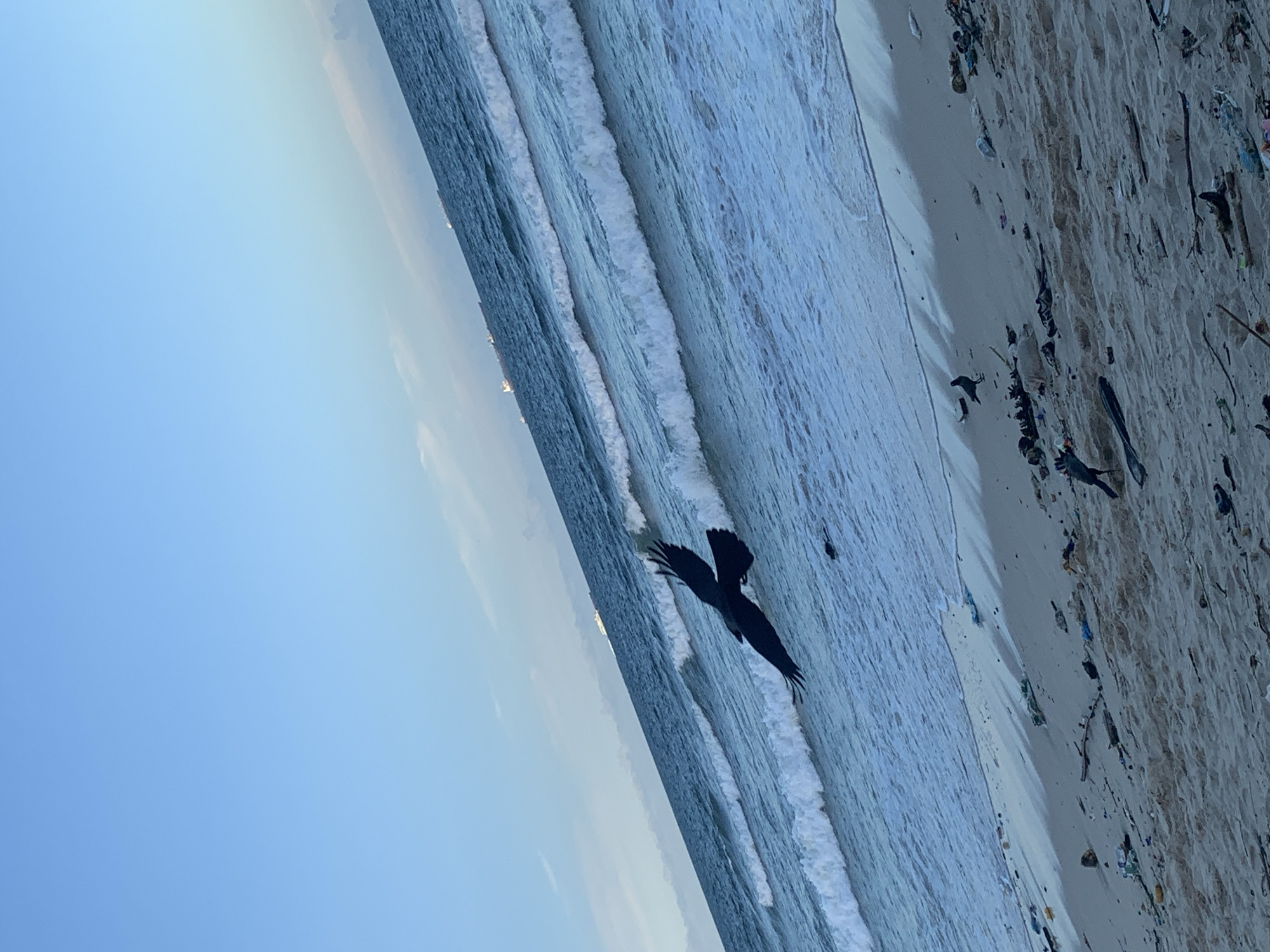 The image, which appears to be rotated 90 degrees clockwise, depicts a coastal scene featuring an ocean, a sandy beach, and a clear sky, likely in Dar es-Salaam, Tanzania.
In the mid-ground, a large, dark bird, possibly a crow or a similar species, is captured in flight, soaring low over the breaking waves. Its wings are spread wide, silhouetted against the lighter hues of the water and distant sky.
The ocean occupies the central and left portions of the frame, characterized by multiple parallel lines of waves rolling towards the shore, cresting with white foam. The water appears a deep blue in the calmer areas. A faint horizon line with a subtle shimmer, suggesting a low sun, is visible in the far background.
To the right, the sandy beach stretches along the coastline. A significant amount of debris and litter is scattered across the sand, including various plastic items, sticks, and other dark fragments. This widespread litter is a notable detail, indicating environmental pollution.
The sky, filling the upper-left corner, is a clear, light blue, transitioning to a brighter tone near the horizon. The lighting suggests either early morning or late afternoon, with a soft, natural glow over the water. No visible text is present in the image. The scene captures a moment of natural beauty alongside a striking depiction of human impact on the environment.