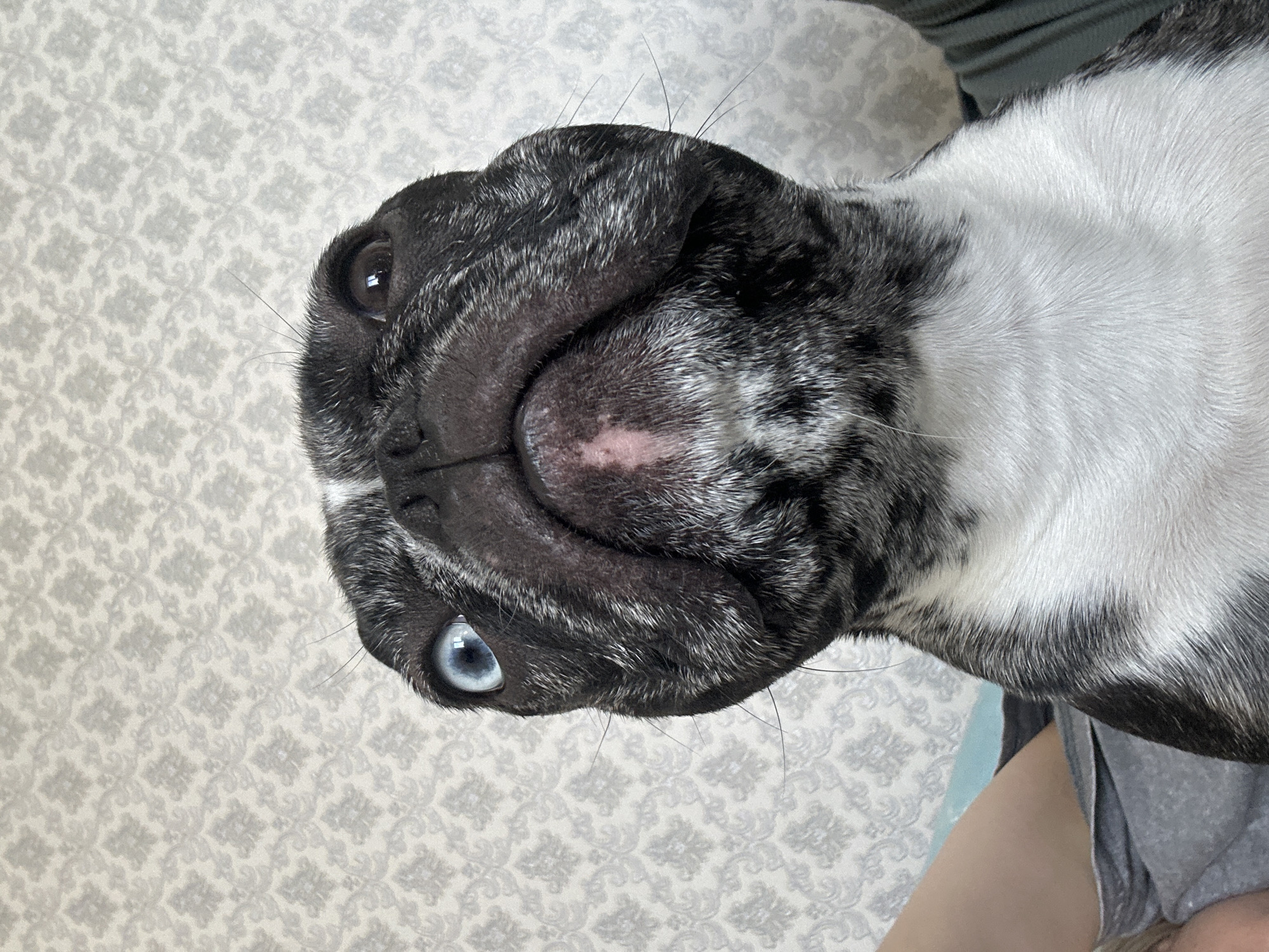 This indoor scene, located in Rostov-on-Don, Russia, presents a close-up, low-angle view of a brachycephalic canid, consistent with a French Bulldog. The animal exhibits a mottled black and grey merle coat pattern, with distinct white fur covering its chest and lower facial areas. Its eyes display heterochromia: the left eye (viewer's right) is light blue, while the right eye (viewer's left) is dark brown. The dog's snout is directed upwards towards the camera, with a small pink discoloration visible on the underside of its dark nose. Prominent vibrissae extend from the muzzle. The background consists of a light-colored wall adorned with a repetitive, grey ornamental wallpaper pattern. In the lower left quadrant, a pale human limb, likely a leg, partially obscured by grey fabric, is visible. A dark green fabric is also present in the lower right, suggesting the animal is positioned on or near a person, likely on indoor furniture.