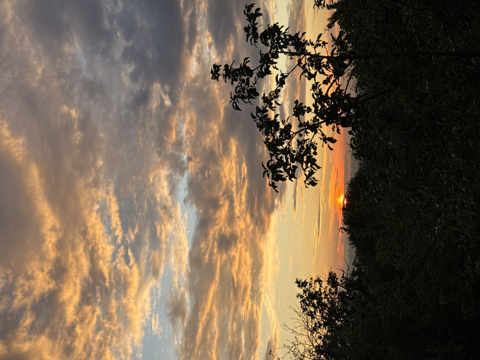 A silhouetted tree with dark green leaves and branches stands in the foreground against a vibrant sunset sky. The sky is filled with dramatic clouds, tinged with orange, yellow, and gray. The sun is partially visible on the horizon, casting a warm glow. Below the tree line, the landscape is dark and indistinct, suggesting a natural environment or a distant cityscape.