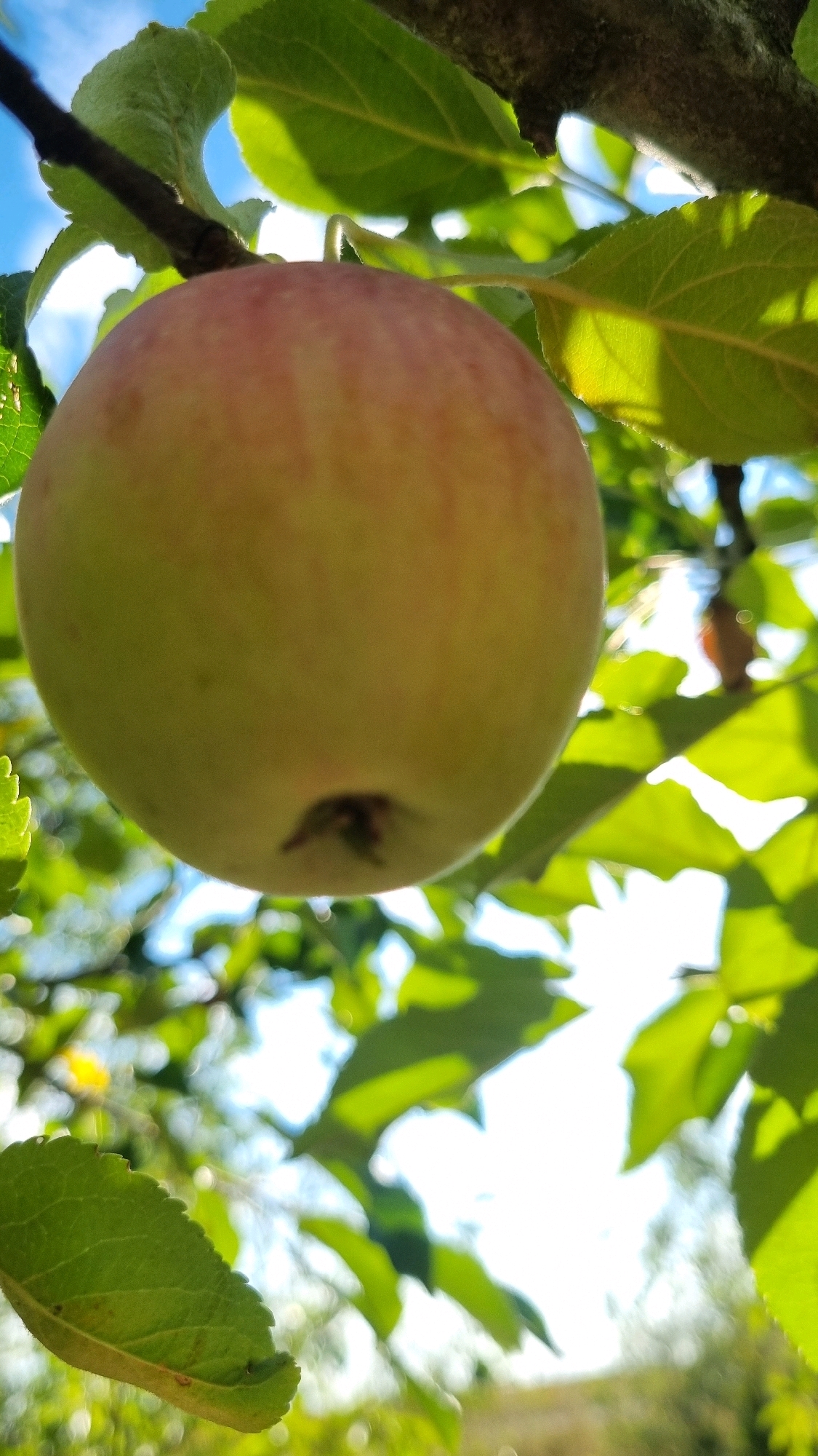 The image is a close-up, low-angle shot of a single, light-green apple with a blush of pink on its upper portion, hanging from a tree branch. The apple is partially obscured by vibrant green leaves, some of which are in sharp focus while others are blurred. The background consists of a bright blue sky with scattered clouds and more foliage, suggesting an outdoor setting. Sunlight filters through the leaves, creating dappled light and highlights. There are no people or animals visible in the image. The scene appears to be in a natural environment, potentially a garden or orchard, with no specific urban or Smila, Ukraine, identifiable features.