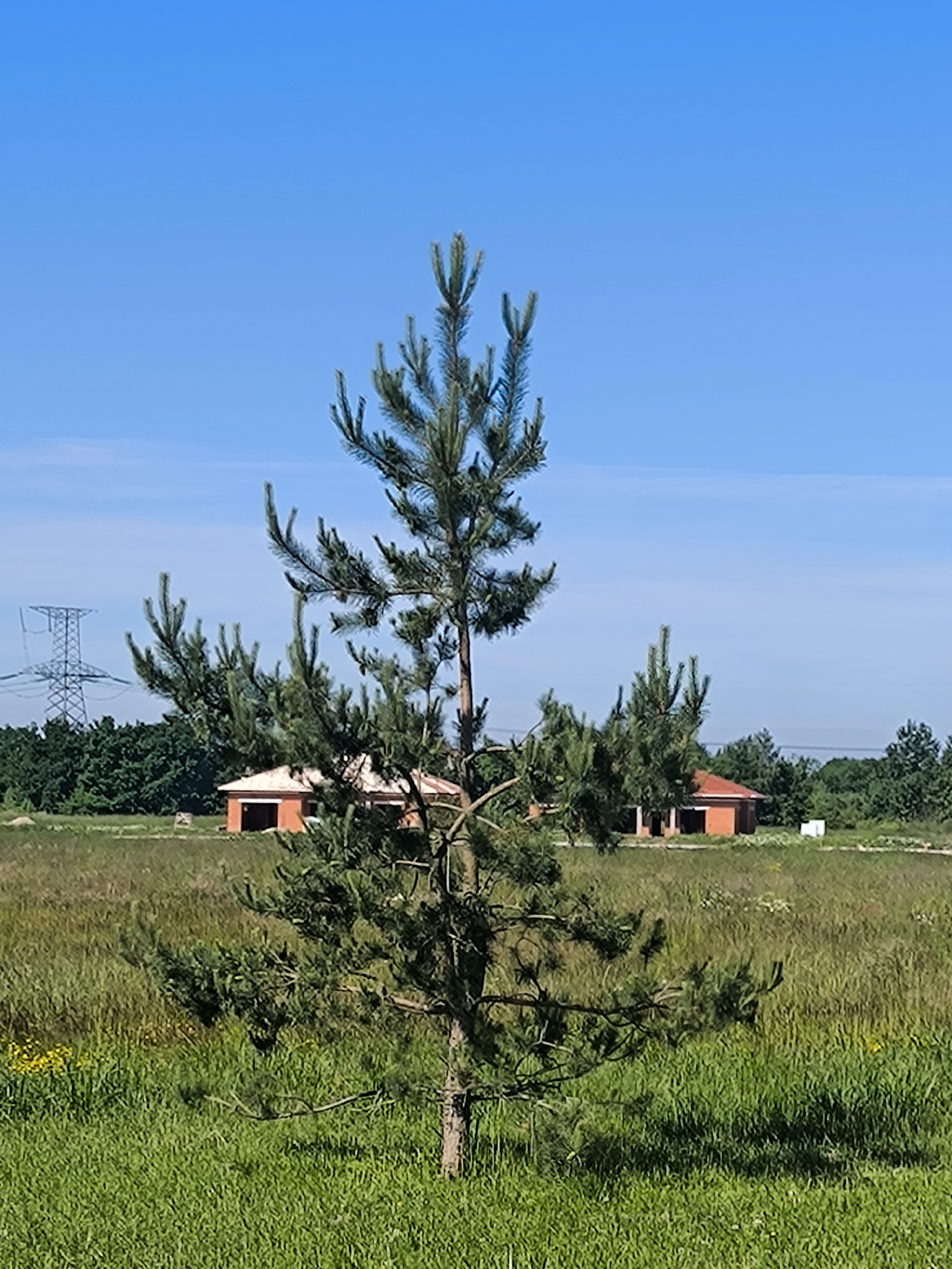 The image depicts an outdoor scene with a clear blue sky. In the foreground, a young pine tree stands prominently. Beyond the tree, a field of green grass and vegetation stretches into the distance. Two small, partially constructed brick buildings with red roofs are visible in the middle ground, suggesting an ongoing construction site. To the left, a tall electrical transmission tower is present, indicating the proximity of power infrastructure. The environment appears to be rural or semi-rural, possibly on the outskirts of a settlement. The image is a photograph taken in Laskino, Russia.