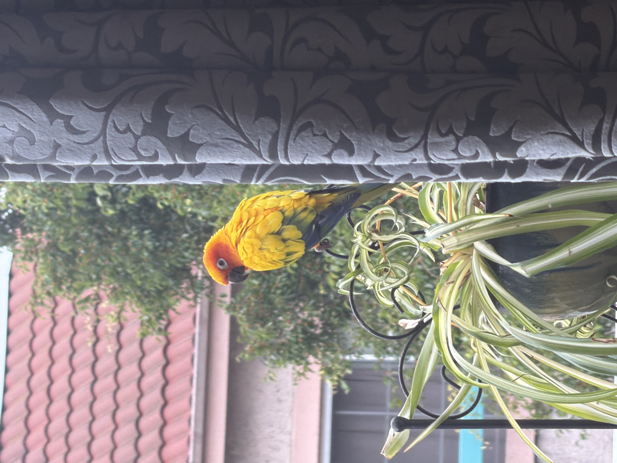 A vibrant yellow and orange parrot is perched on a black metal holder for a hanging plant. The parrot's head is turned downwards, with its beak close to the plant's long, green, and white striped leaves. The parrot has black eyes and a black beak, with patches of blue on its wings. The plant, possibly a spider plant, has many trailing leaves that hang down. In the background, there is greenery from trees and a terracotta-tiled roof. Above the parrot and plant, a textured grey valance or decorative element is visible. The lighting suggests it is daytime, and the overall scene appears to be outdoors or near an open window. The image is oriented vertically, with the parrot hanging from the top of the frame.