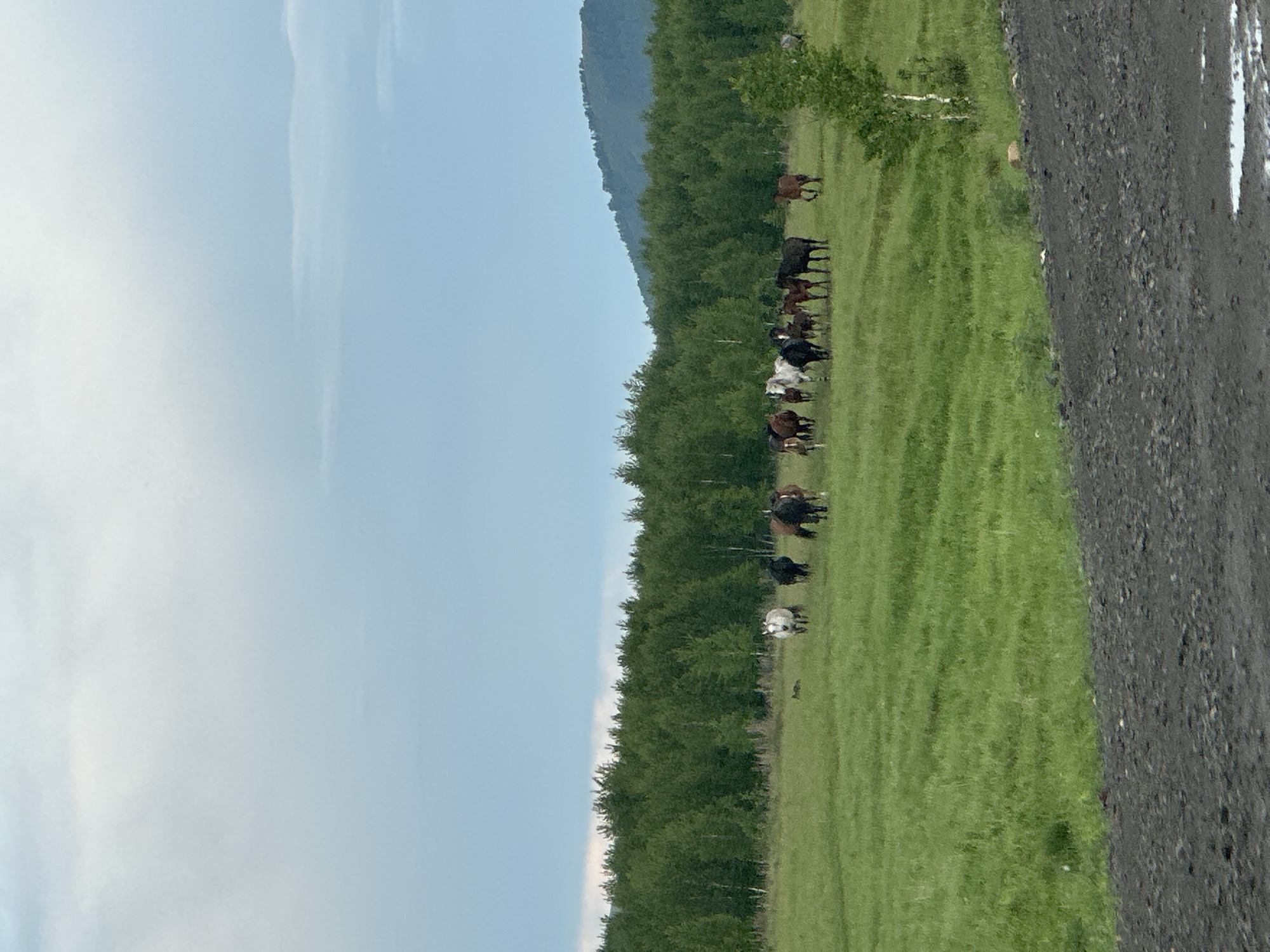 This image depicts an outdoor pastoral landscape in the city of Unknown, Unknown, under an overcast sky featuring light blue hues and diffused white clouds. A herd of approximately 15-20 horses, comprising individuals with white, black, brown, and bay coats, are present across a vibrant green grassy field in the mid-ground. Several foals are intermingled within the herd. Behind the pasture, a dense band of dark green deciduous trees forms a horizontal line, extending across the majority of the mid-ground. To the far right, a dark green, forested mountain range or large hill is visible on the distant horizon, partially obscured by atmospheric conditions. The immediate foreground consists of a dark, uneven, gravelly surface, likely a dirt road or track, with a small reflective puddle in the bottom right corner. A slender, light-barked sapling stands on the right side of the grassy field, near the transition to the foreground surface. The scene is uniformly lit by natural, diffused light, indicating no direct sunlight.