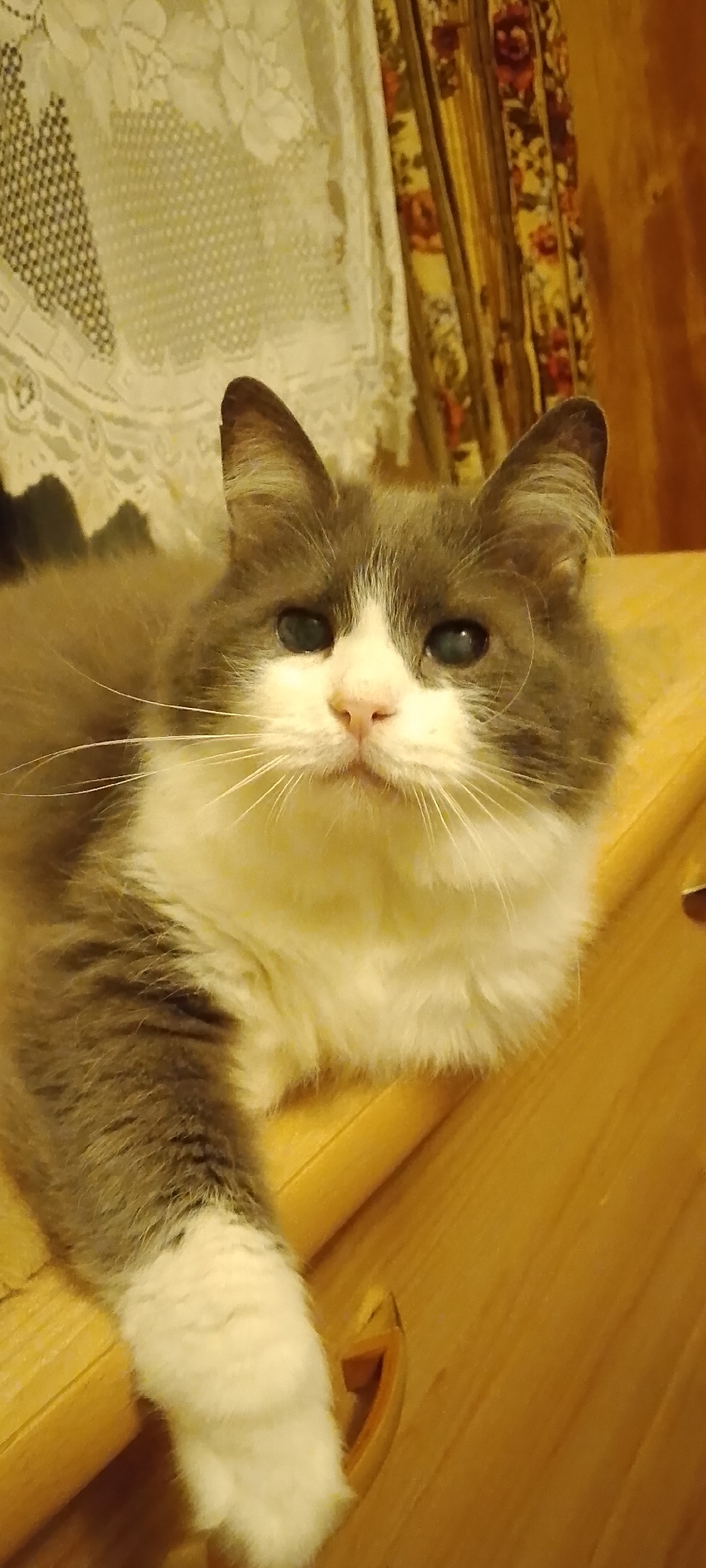 The image shows a close-up of a gray and white cat lying down on a wooden surface. The cat has fluffy fur, green eyes, and white whiskers. The background includes a lace curtain and a patterned tapestry. The scene is indoors, and there is no indication of the specific location within the city of Belgorod, Russia, or any specific actions or interactions taking place.