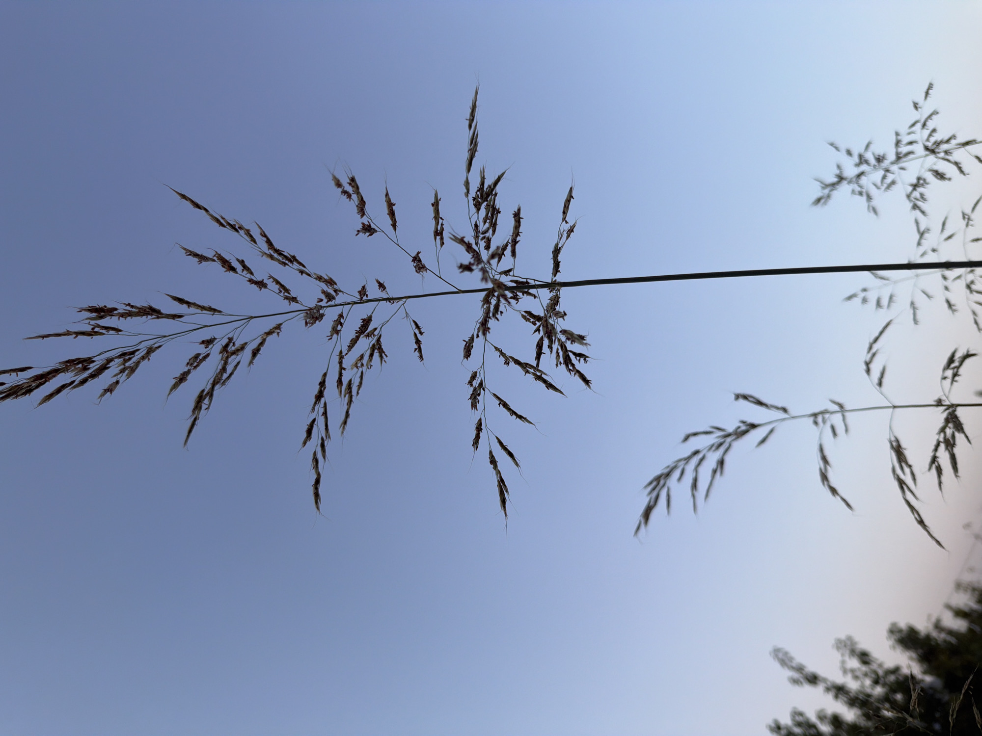 In Sabirabad, Azerbaijan, a close-up, low-angle shot captures dried grass plumes silhouetted against a clear, pale blue sky. The focus is on two main stalks of grass, one significantly taller and more prominent than the other. The taller stalk, positioned slightly to the right of the frame's center, extends upwards with delicate, feathery seed heads. To its left and lower down, a second, smaller grass stalk is visible, also silhouetted. In the far left of the image, blurred dark shapes suggest trees or other foliage. The sky transitions to a lighter hue at the bottom of the frame, hinting at the horizon. The overall impression is one of natural simplicity and tranquility.