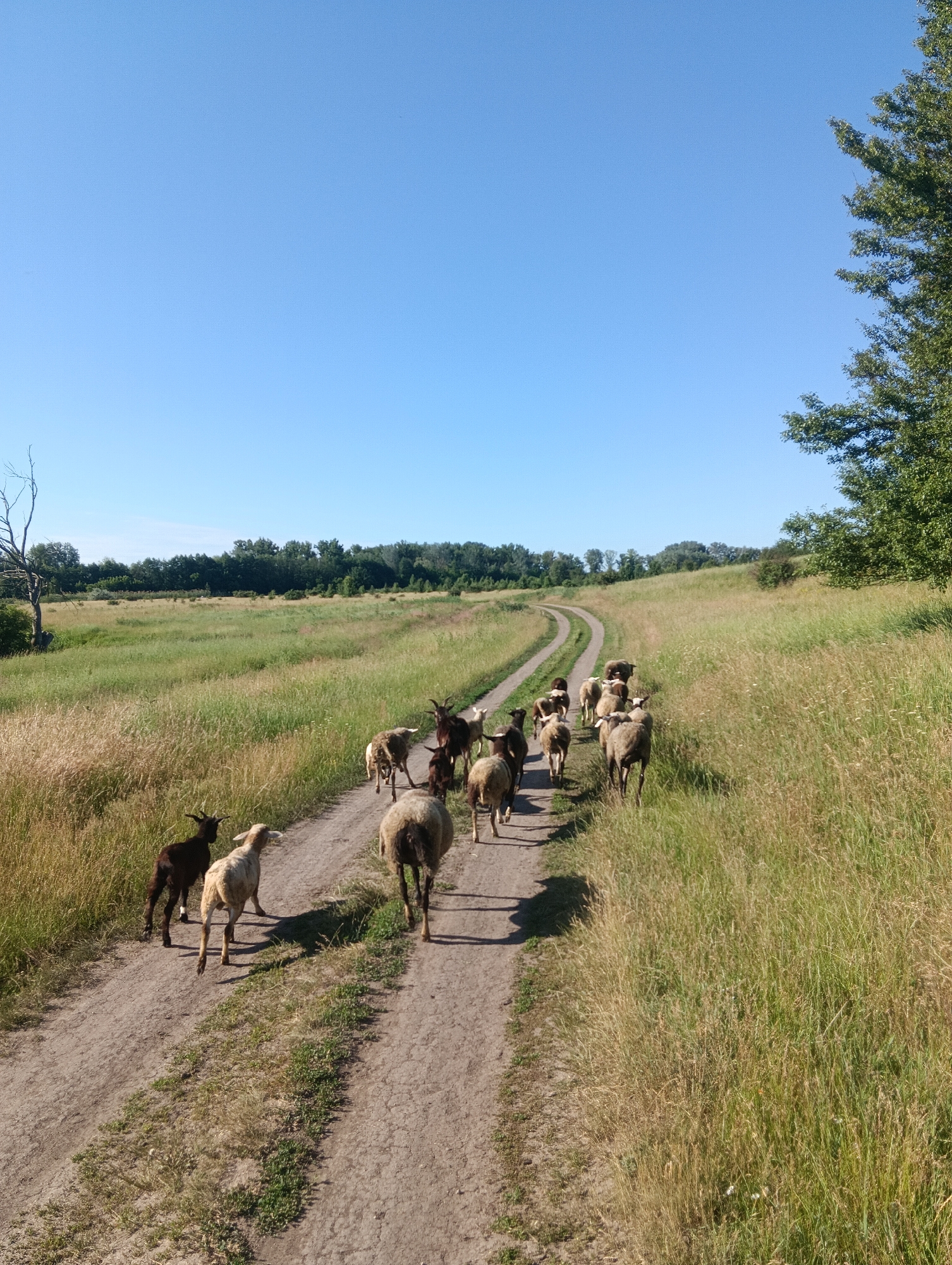 A herd of sheep and goats walks along a dirt road through a grassy field under a clear blue sky. The road is winding and leads into the distance, flanked by tall, dry grass on the right and greener grass on the left. A line of trees forms the horizon in the background. A large, dead tree is visible on the left side of the image. A large tree with green foliage is on the far right. The image captures a pastoral scene in an open, rural environment.