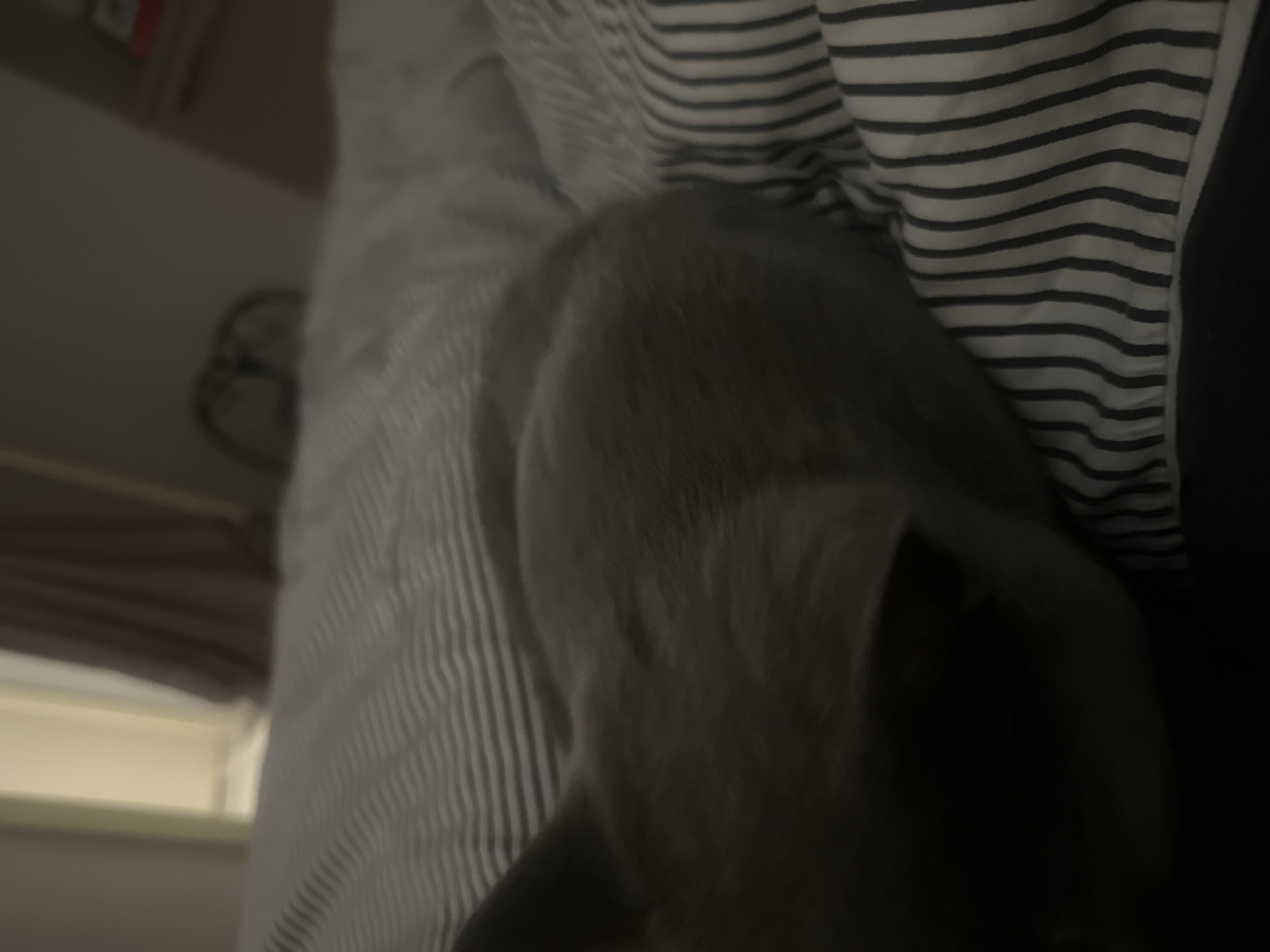 An indoor, eye-level shot shows a cat resting on a bed covered with striped bedding. The cat's back is to the camera, and its head is lowered, obscuring its face. The lighting is dim, creating a low-light atmosphere. The background is out of focus, but it appears to be a bedroom with curtains and furniture visible.