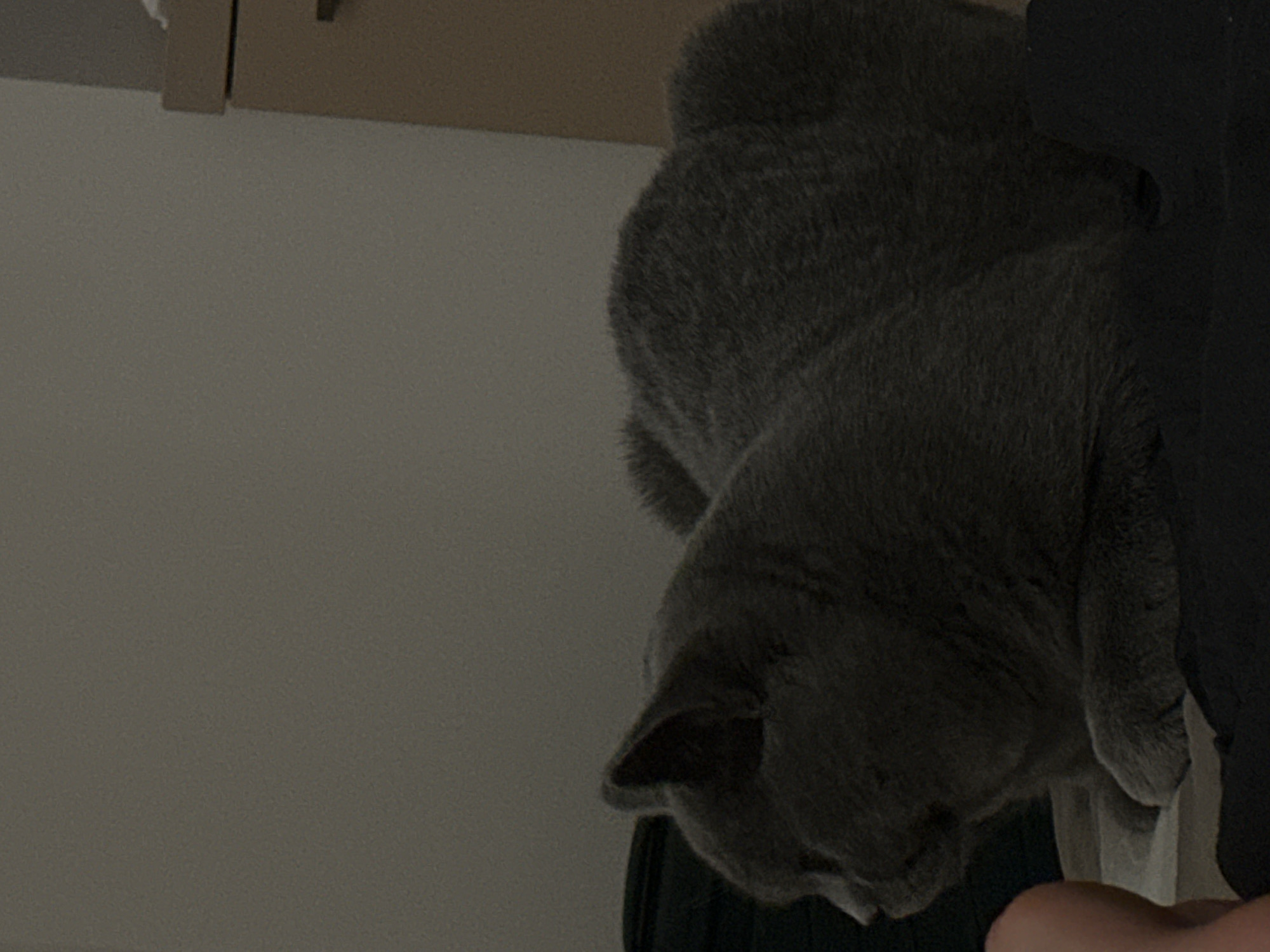 A grey cat is resting on a dark surface in a dimly lit room. The cat is facing left, with its head slightly lowered. Its body is curved, and its paws are tucked underneath it. The background is blurred and consists of a wall and part of a piece of furniture. The overall lighting is low, creating a muted color palette.