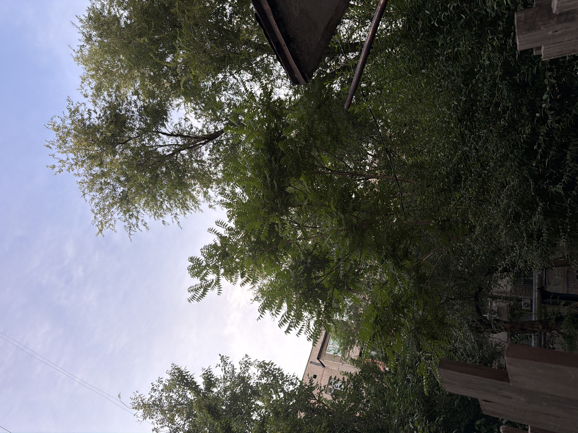 The image shows an upward view through lush green trees towards a pale blue sky with wispy clouds. The leaves are dense, creating a canopy that partially obscures the sky and a building visible behind the foliage on the right side of the frame. This building appears to be made of light-colored brick and has several windows. A wooden fence or structure is in the foreground on the right, also partially covered by leaves. Two thin electrical wires are stretched across the sky in the lower left portion of the image. The overall impression is of an outdoor, natural setting, likely a residential area in Shymkent, Kazakhstan, during daylight hours with overcast or partly cloudy weather. There is no discernible activity or event taking place, and the image conveys a sense of tranquility and the presence of nature within an urban or suburban environment. No text is visible in the image.