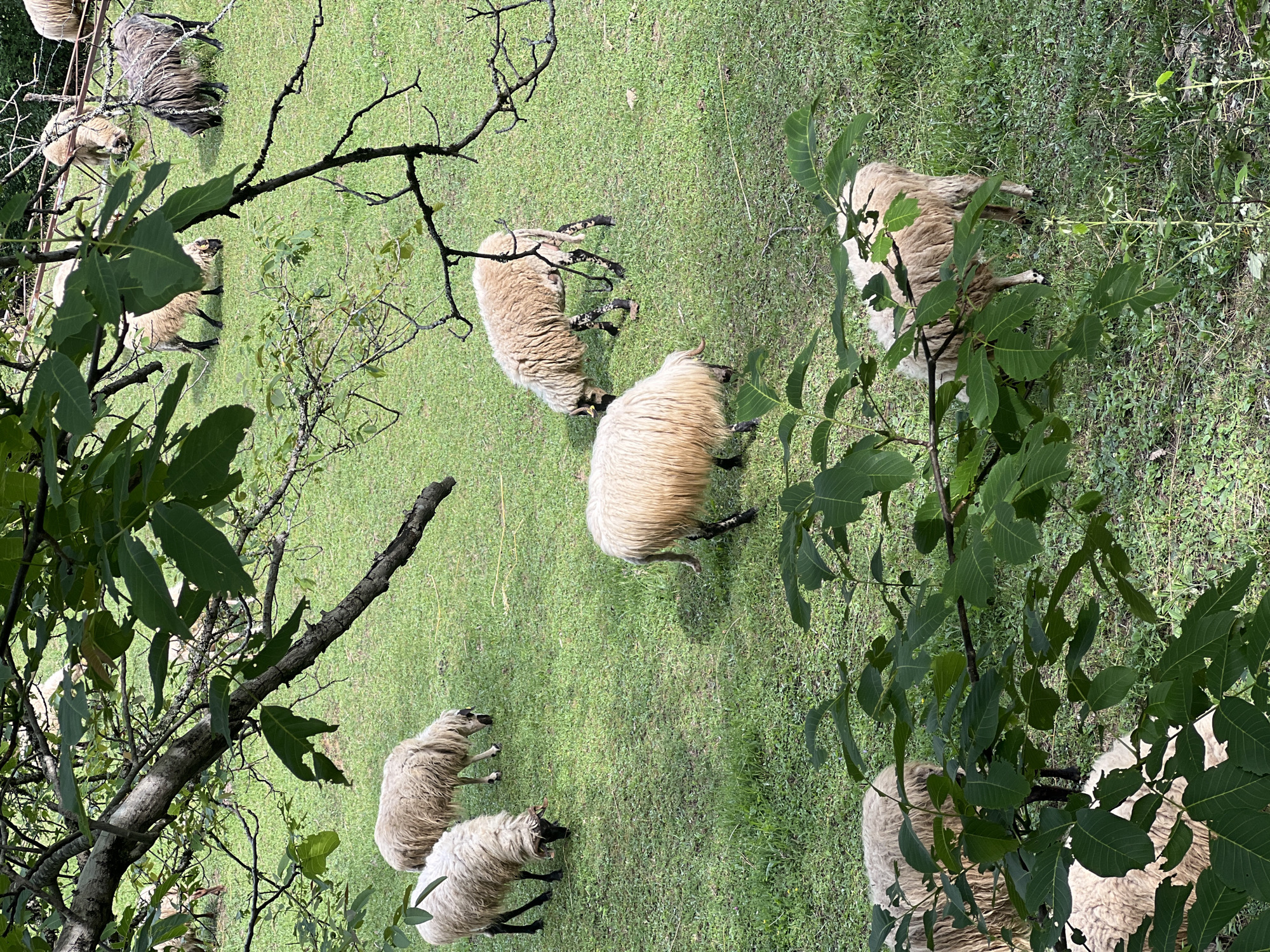 The image shows a group of sheep grazing on a grassy field, possibly in the city of Međuriječje, Montenegro, based on the request. There are several sheep with light-colored wool and dark legs. The scene is partially obscured by tree branches and foliage in the foreground. The background appears to be a mix of grass and some vegetation. The overall lighting suggests it is daytime.