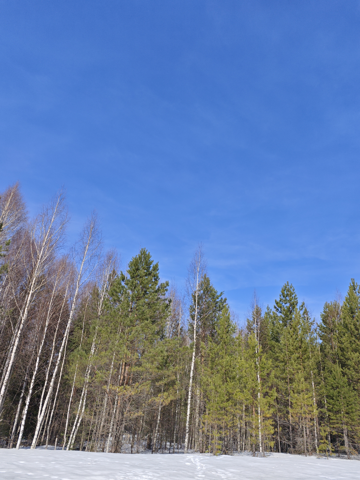The image shows a forest scene in what appears to be a snowy field. The trees are a mix of birch trees with white bark and coniferous trees, likely pine or spruce. The ground is covered in snow, with visible footprints. The sky is a clear, bright blue. The location is likely in or near Марковский, Russia. The scene suggests a cold, sunny day.