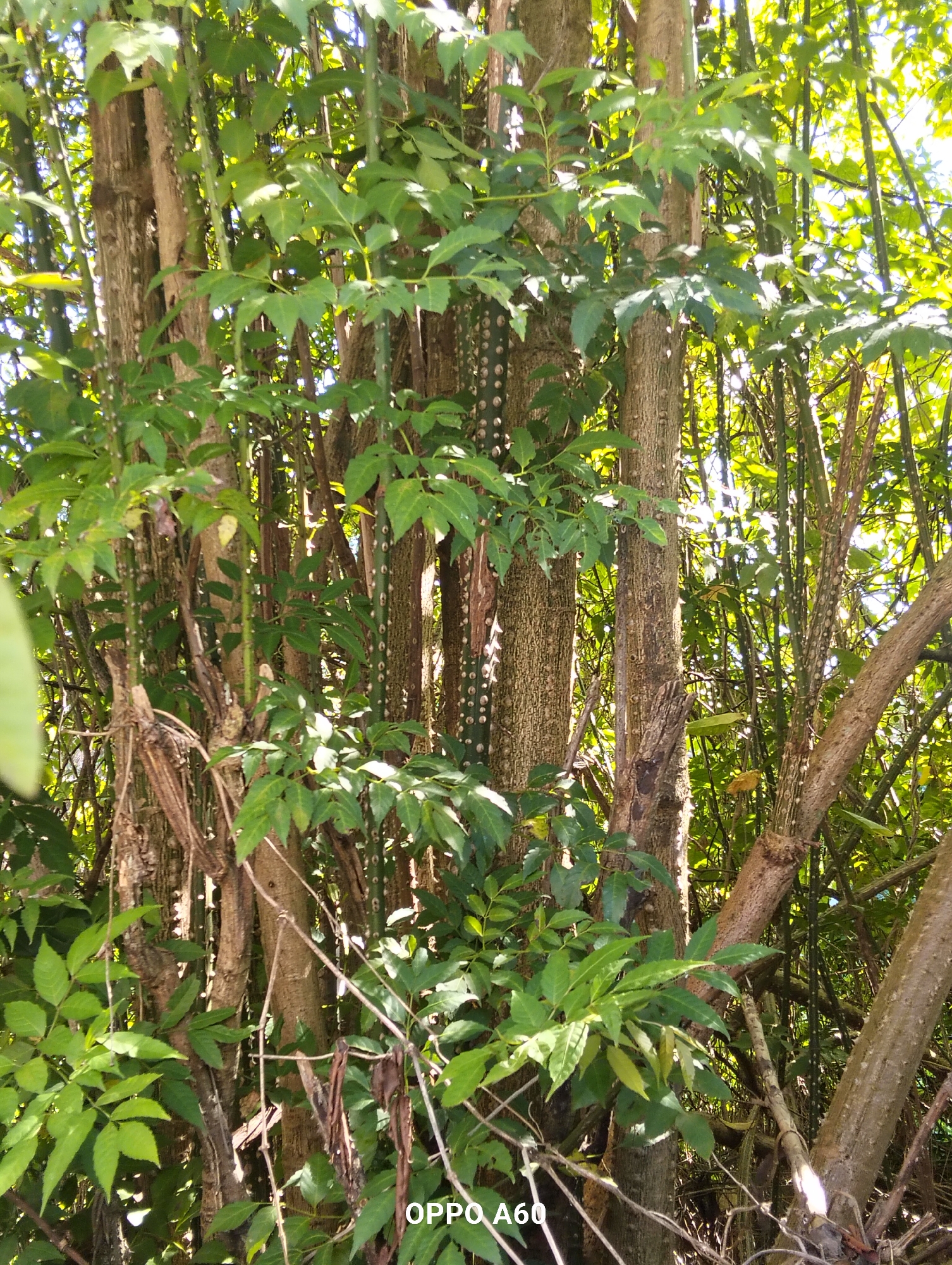 The image shows a cluster of trees with prominent, rough bark. Many of the tree trunks have a segmented appearance, with a series of small, rounded protrusions or nodes. Bright green foliage is abundant, forming a dense canopy that allows dappled sunlight to filter through. Some dry, brown leaves and twigs are also visible among the greenery. In the background, more trees and vegetation are present, suggesting a natural or overgrown area. The lighting indicates it is daytime. The bottom right corner of the image contains the text "OPPO A60".