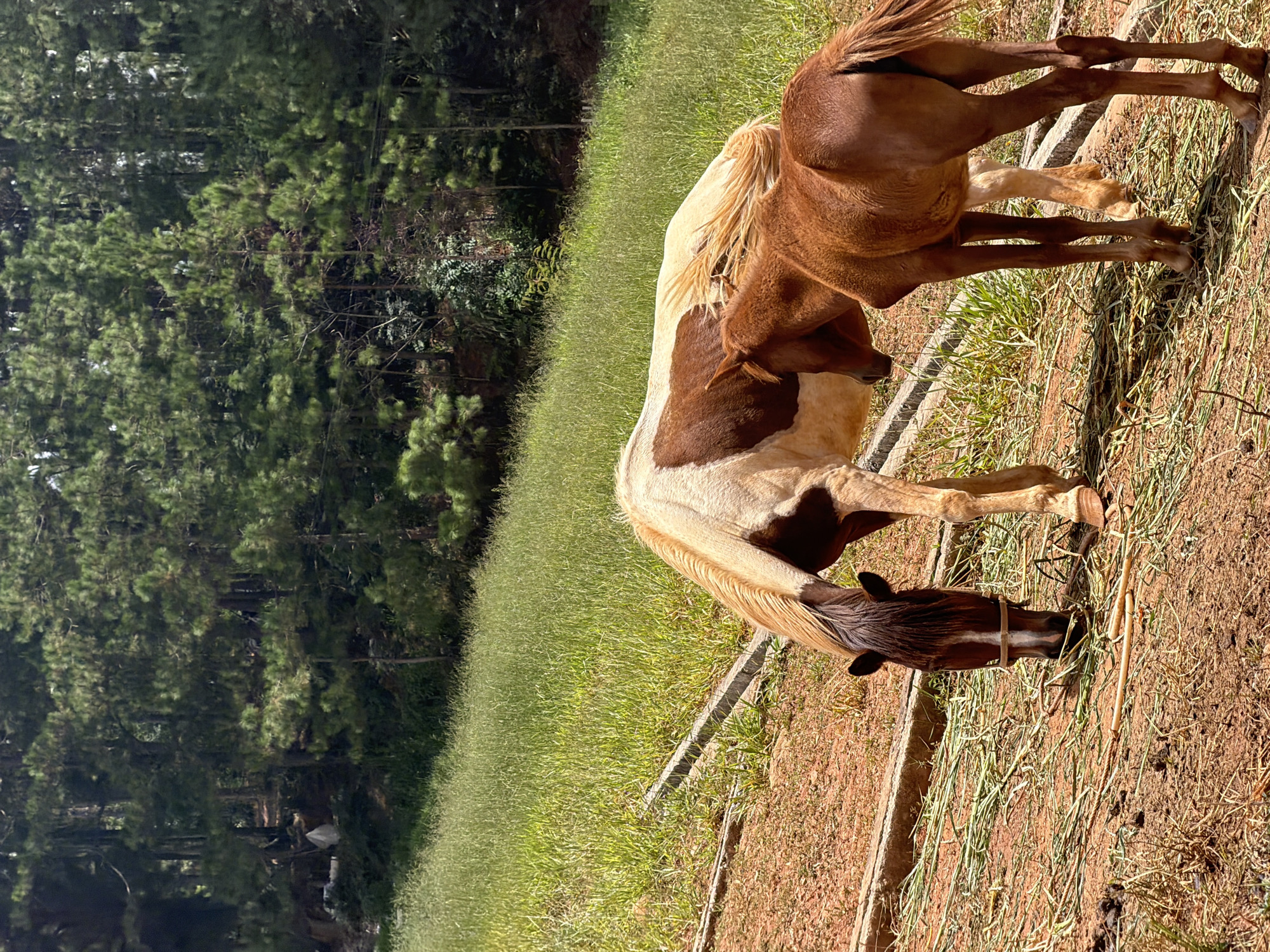 In Da Lat, Vietnam, two horses, an adult and a foal, are in a fenced enclosure. The adult horse, a piebald with patches of brown and white, is grazing on hay in the foreground. It has a dark brown mane with a white blaze on its face, and is wearing a halter. The foal, a solid bay color, stands beside the adult, its head lowered as if also eating. The enclosure is covered with dirt and scattered hay, with a concrete border running along the edge. Beyond the enclosure, a gentle slope is covered in lush green grass, leading up to a dense forest of pine trees. The trees are tall and form a thick canopy, creating a natural backdrop for the scene. The lighting suggests it is daytime, with shadows cast by the trees and the horses.